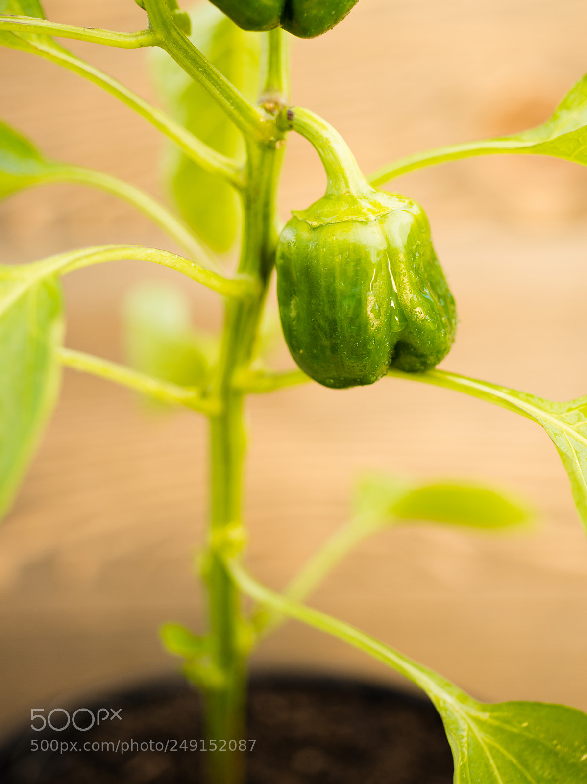 Sony SLT-A99V sample photo. Potted green pepper plant photography