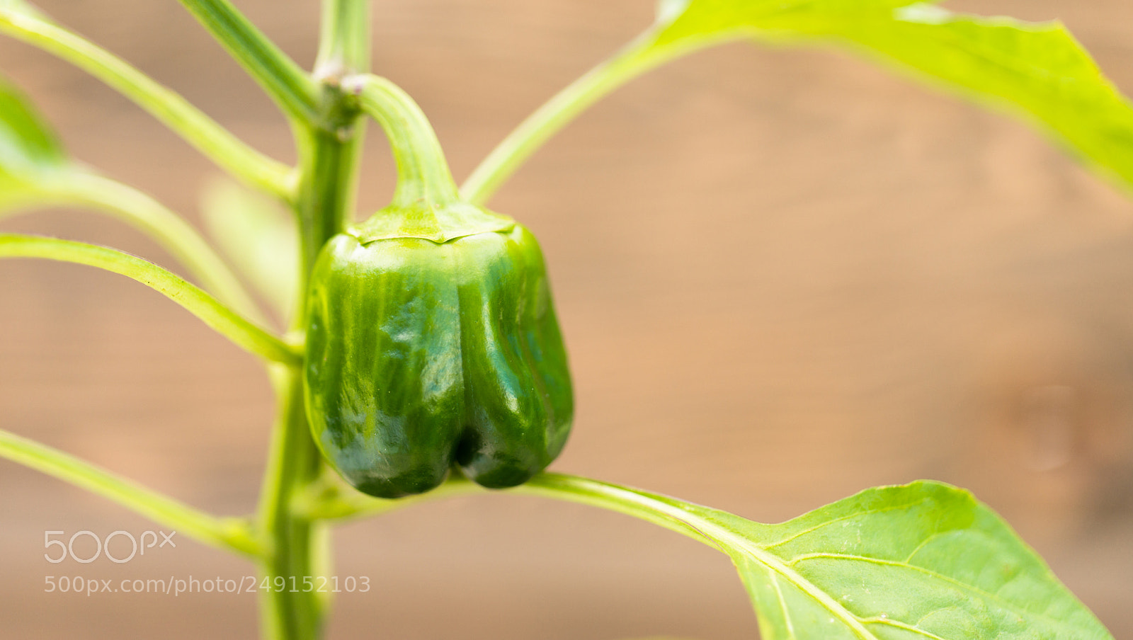 Sony SLT-A99V sample photo. Potted green pepper plant photography