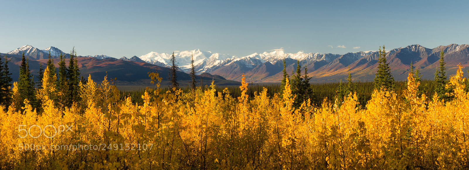 Sony SLT-A99V sample photo. Blazing yellow fall autumn photography