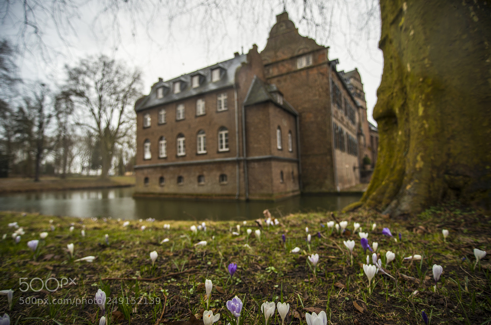 Nikon D800 sample photo. Krokus at castle bergerhausen photography