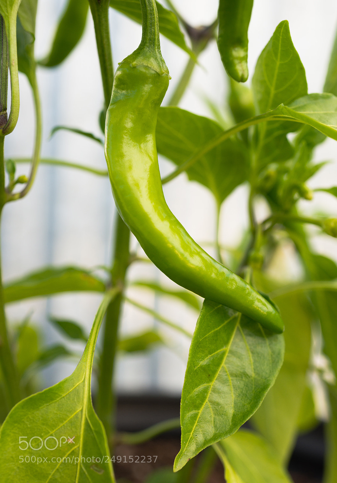 Sony a99 II sample photo. Potted banana pepper plant photography