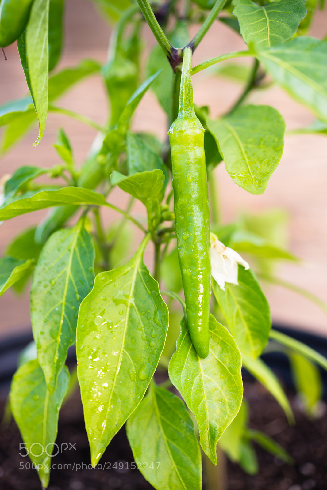Sony SLT-A99V sample photo. Potted banana pepper plant photography