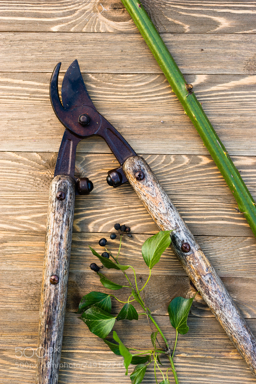 Sony SLT-A99V sample photo. Loppers pruning shears wood photography
