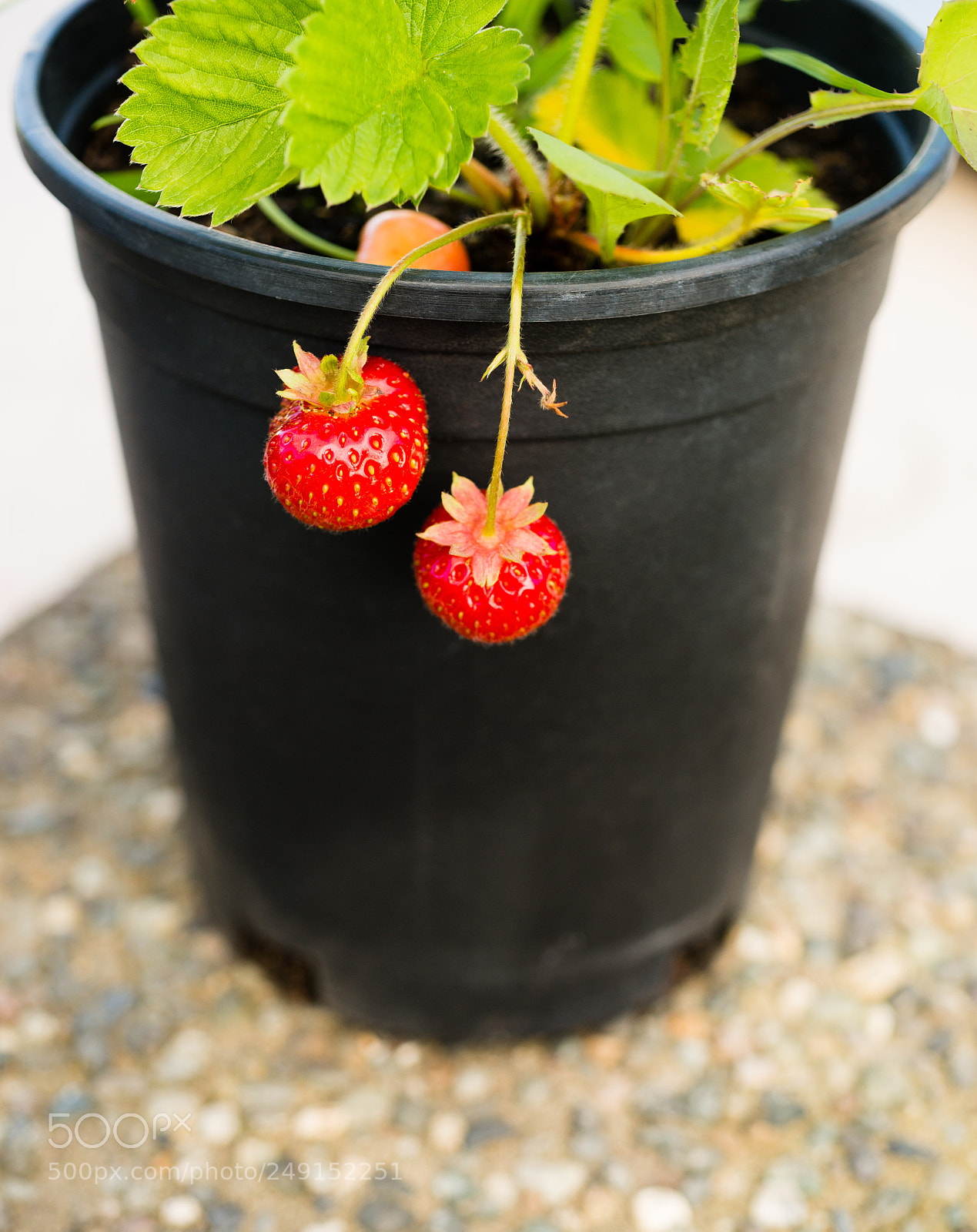 Sony a99 II sample photo. Young potted strawberry plant photography
