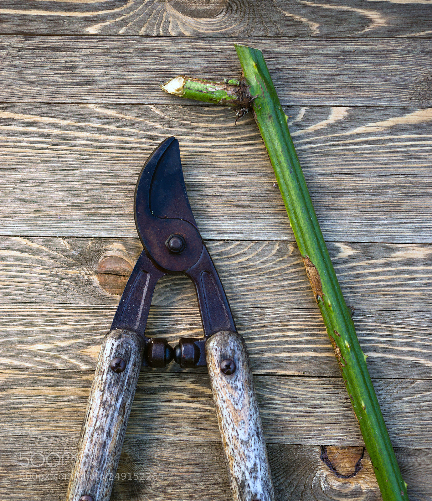 Sony SLT-A99V sample photo. Loppers pruning shears wood photography