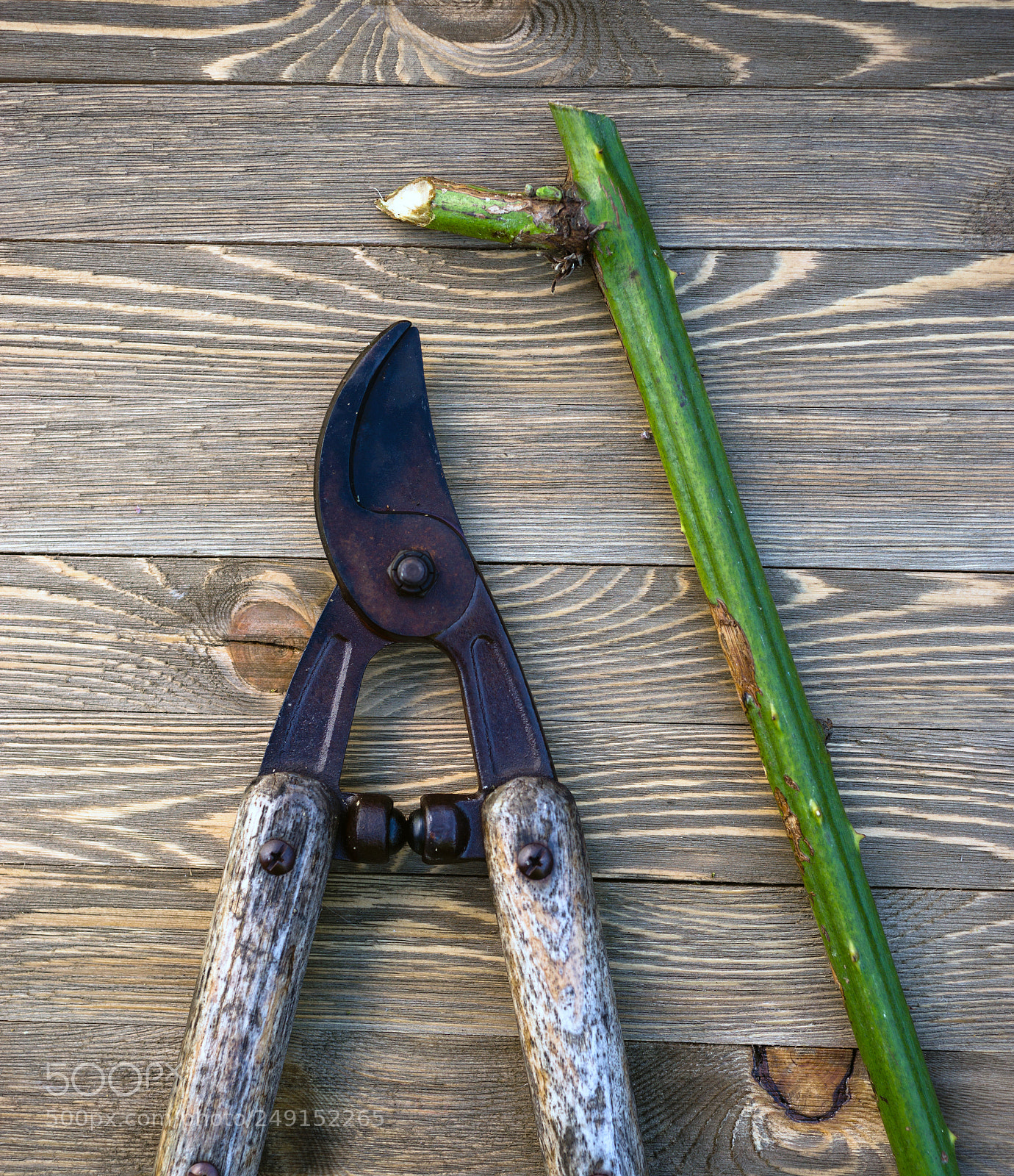 Sony a99 II sample photo. Loppers pruning shears wood photography