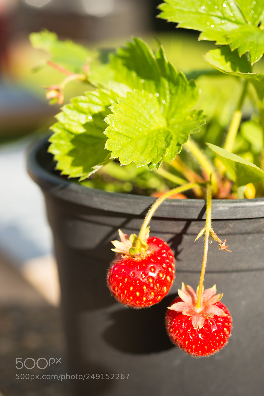Sony SLT-A99V sample photo. Young potted strawberry plant photography