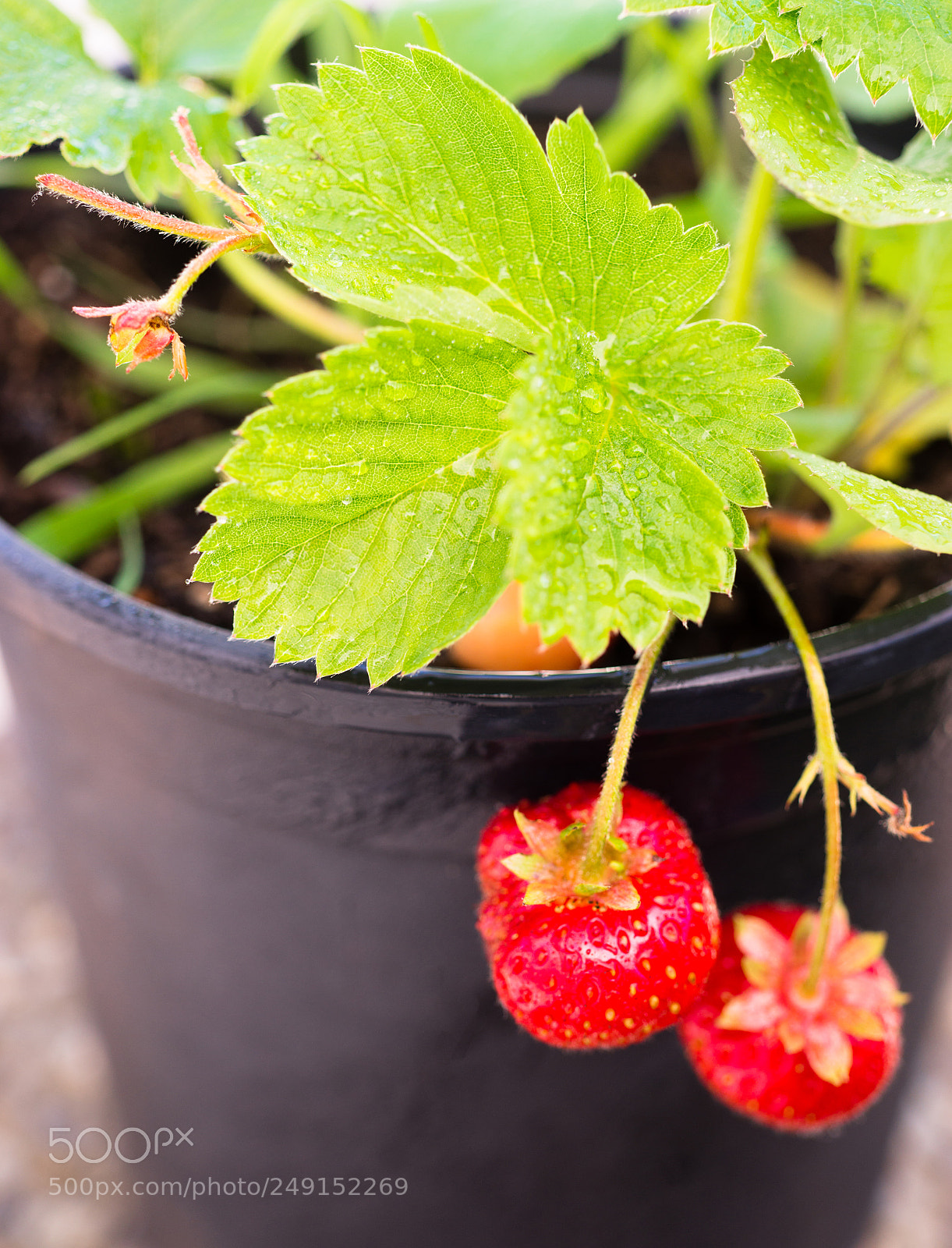 Sony SLT-A99V sample photo. Young potted strawberry plant photography