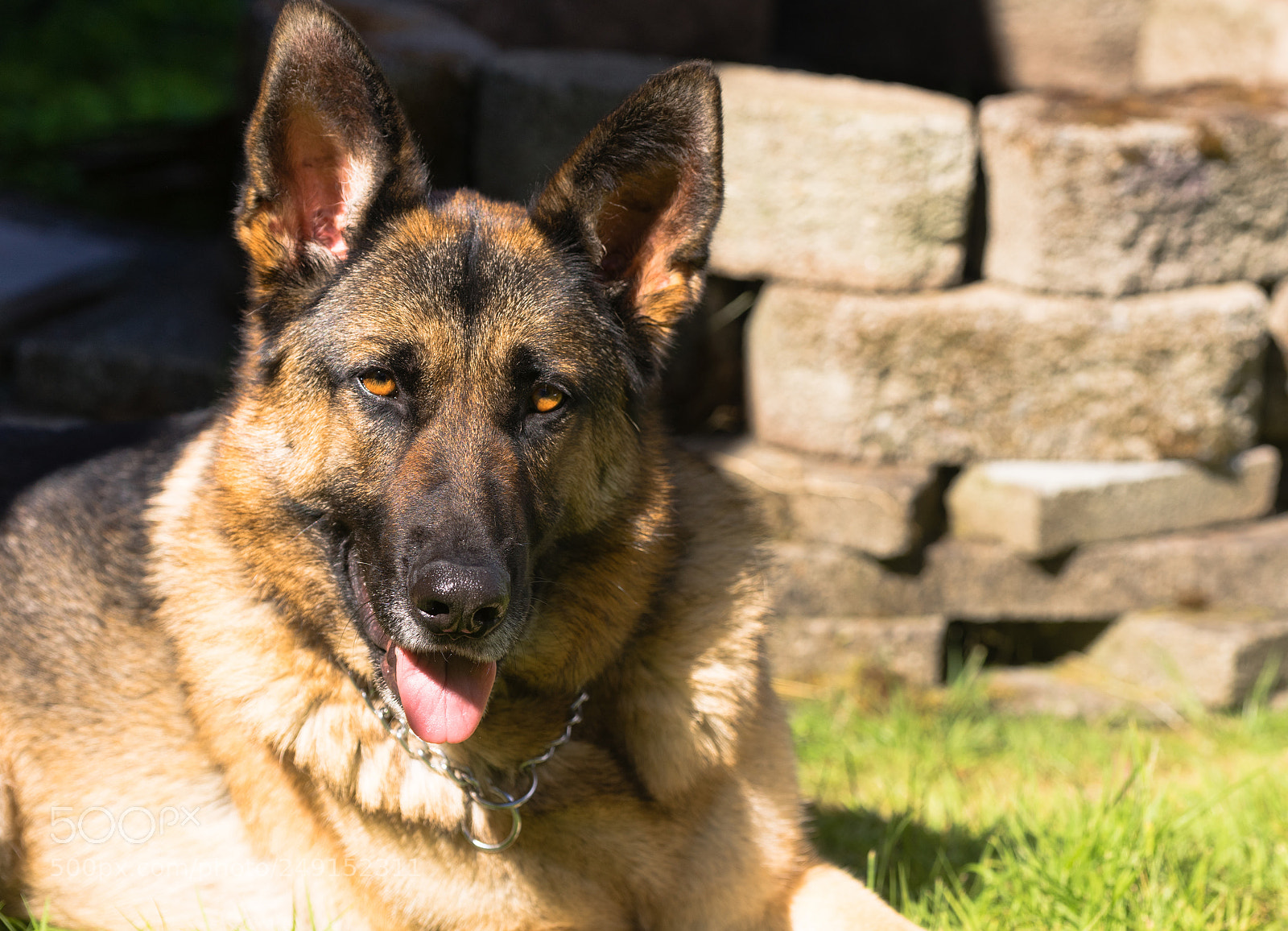Sony a7 sample photo. Purebred german shepherd dog photography