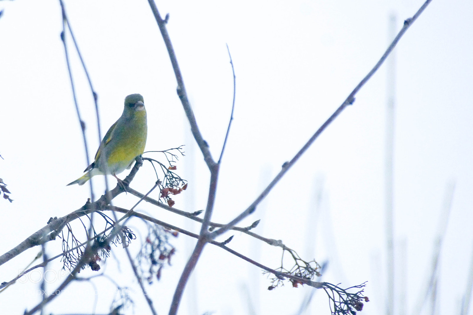Sony SLT-A77 sample photo. Bird photography