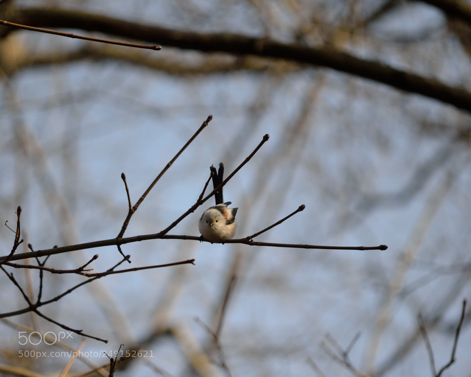 Nikon D3100 sample photo. Ready to fly photography
