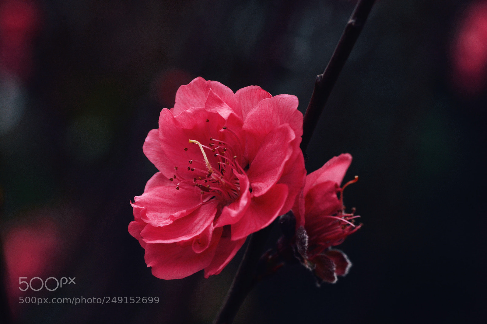 Nikon D7100 sample photo. Nxlnxbm photography