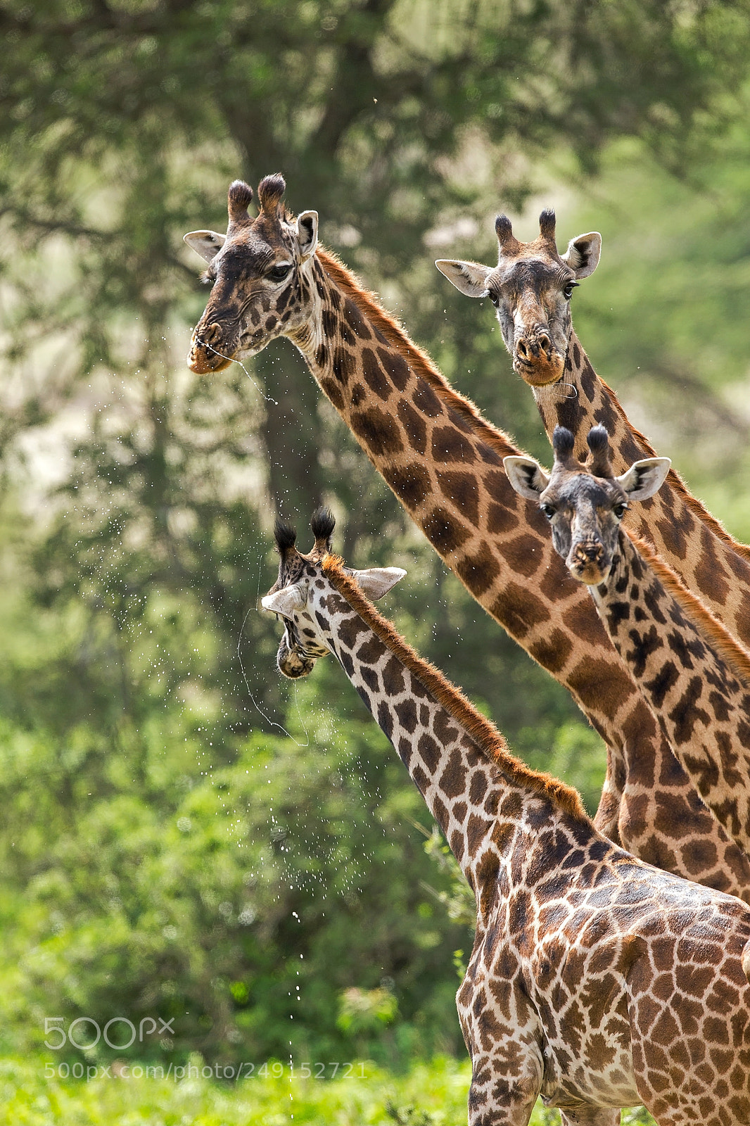 Canon EOS-1D X sample photo. Sparkling giraffes photography