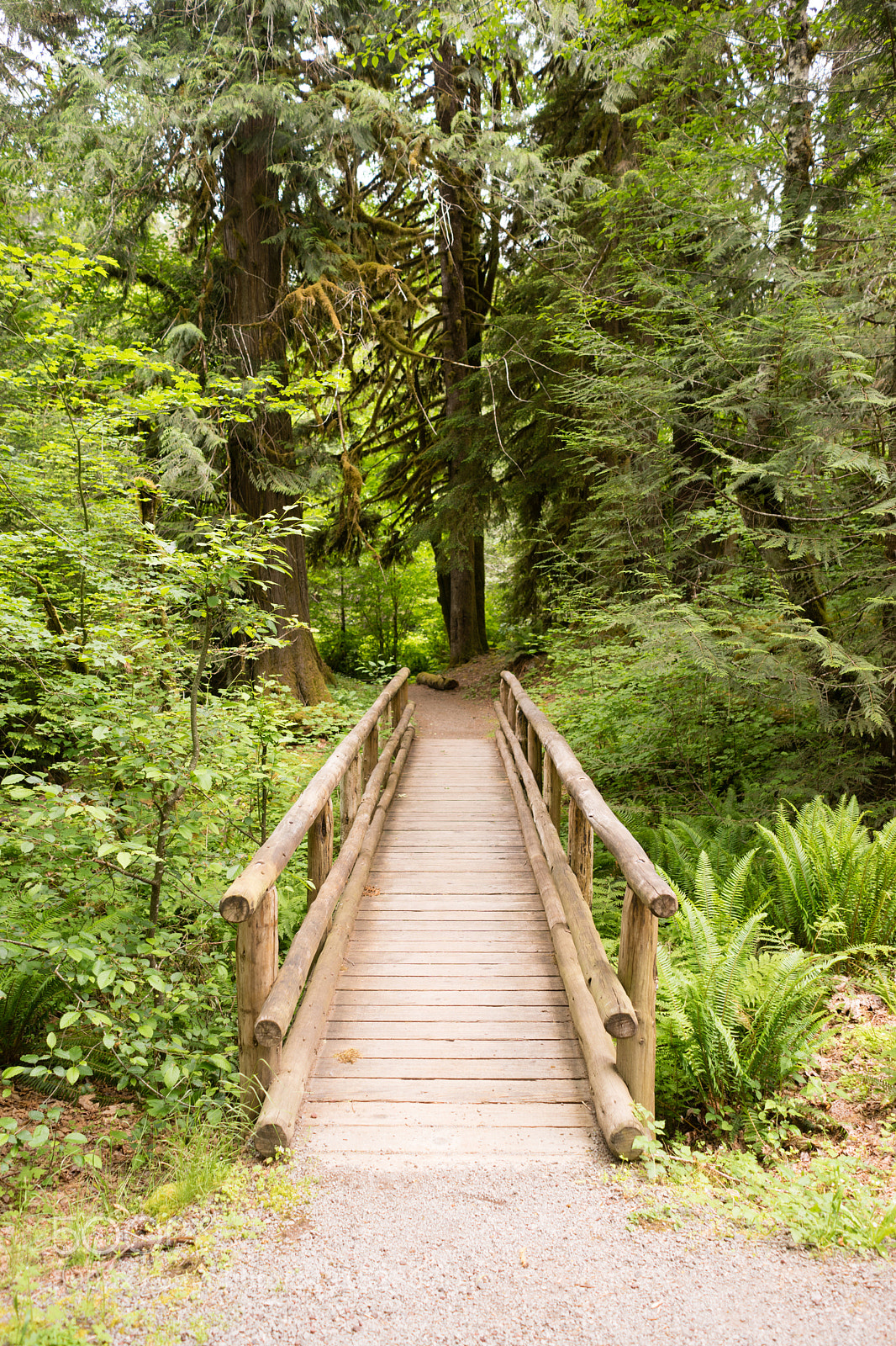 Sony a7 sample photo. Wood path boardwalk bridge photography