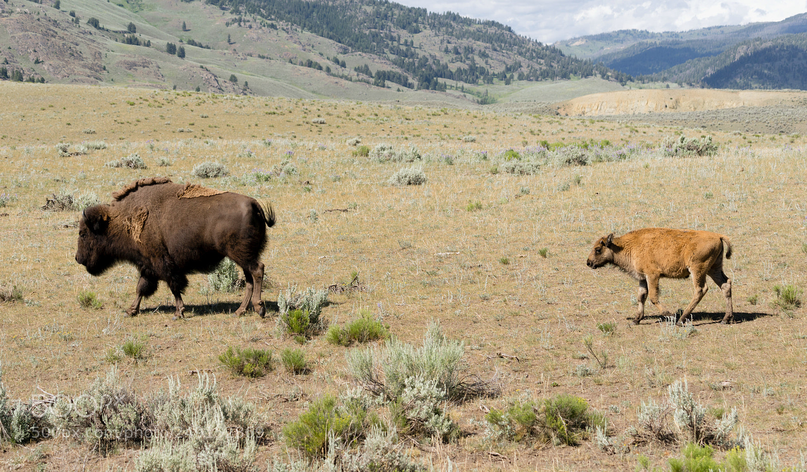 Sony a7 sample photo. Young buffalo calf follows photography