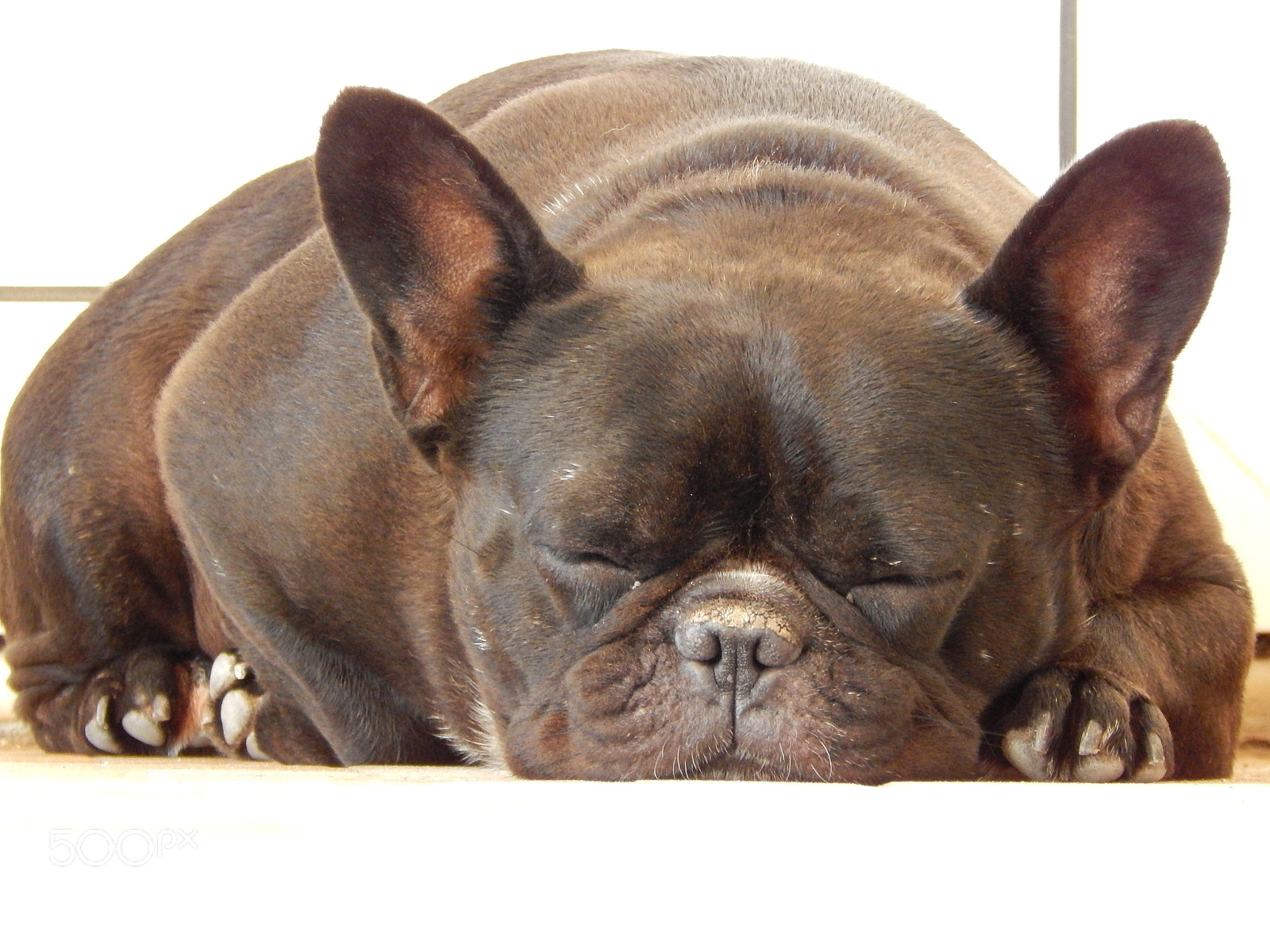 Nikon Coolpix L820 sample photo. My frenchie's nap time photography