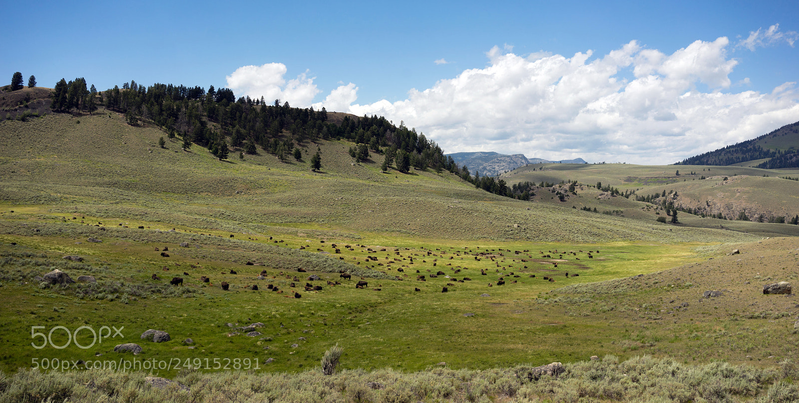 Sony a7 sample photo. Buffalo herd lamar valley photography