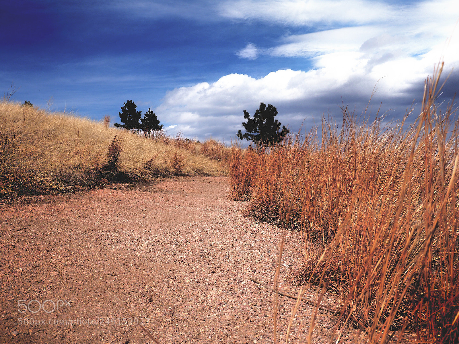 Olympus OM-D E-M10 sample photo. Gravel road at garden photography