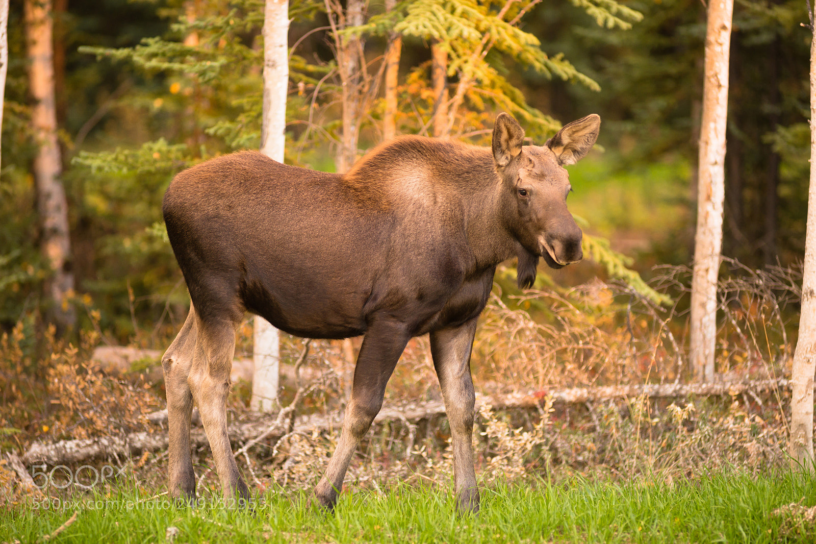 Sony SLT-A99V sample photo. Newborn moose calf feeding photography