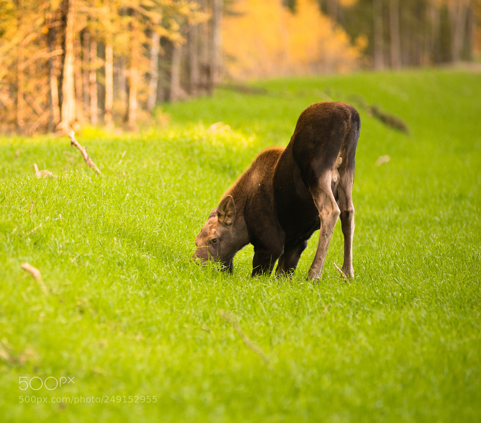 Sony a99 II sample photo. Newborn moose calf feeding photography