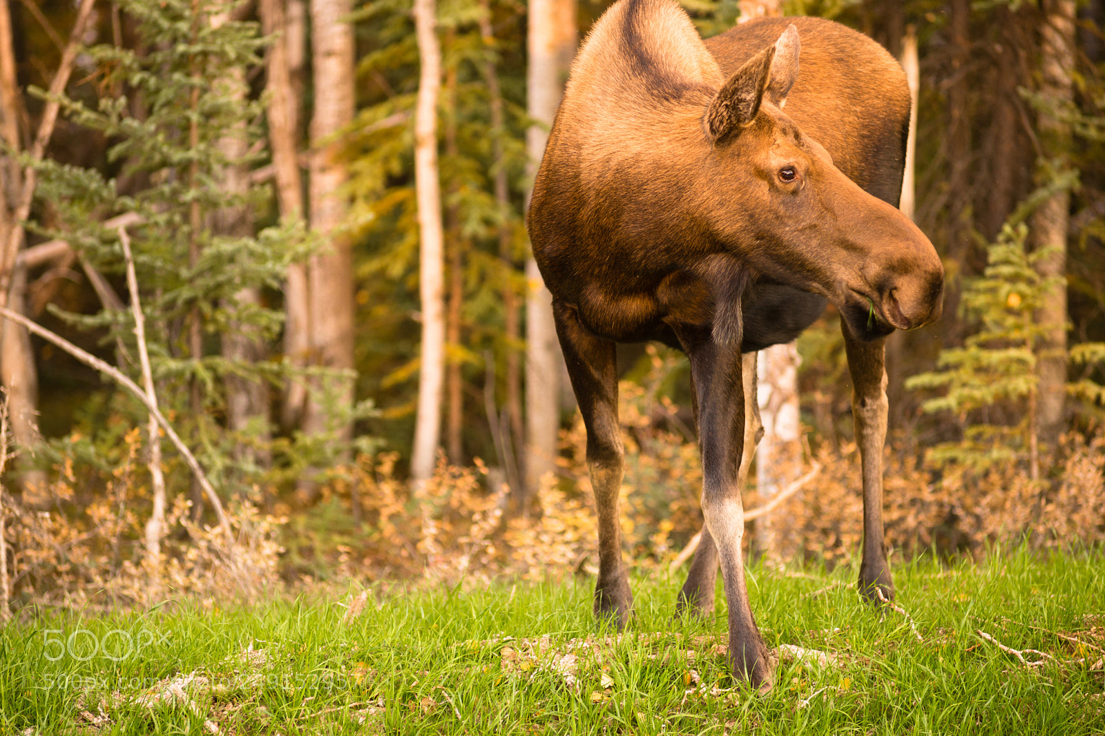 Sony SLT-A99V sample photo. Female moose cow feeding photography