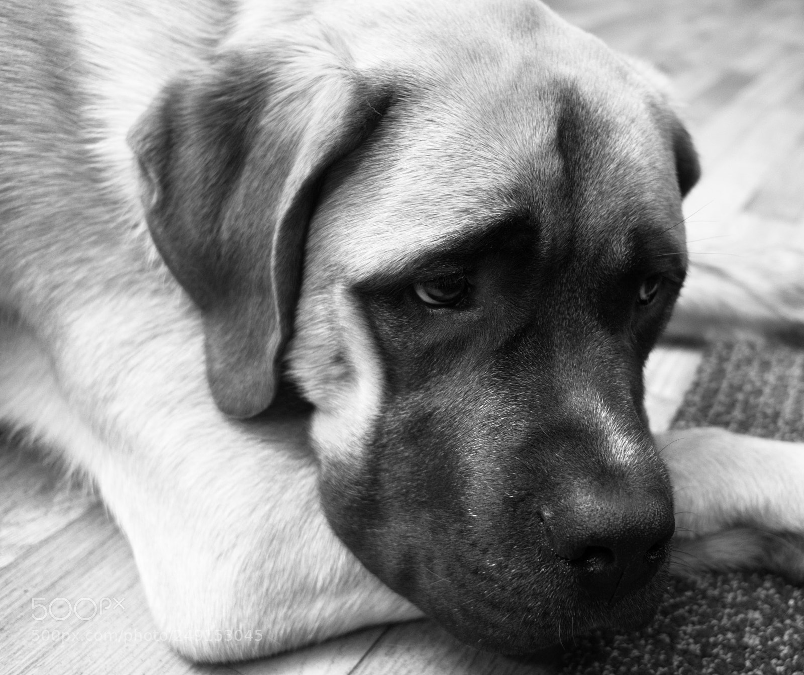 Sony a6300 sample photo. English mastiff mix puppy photography