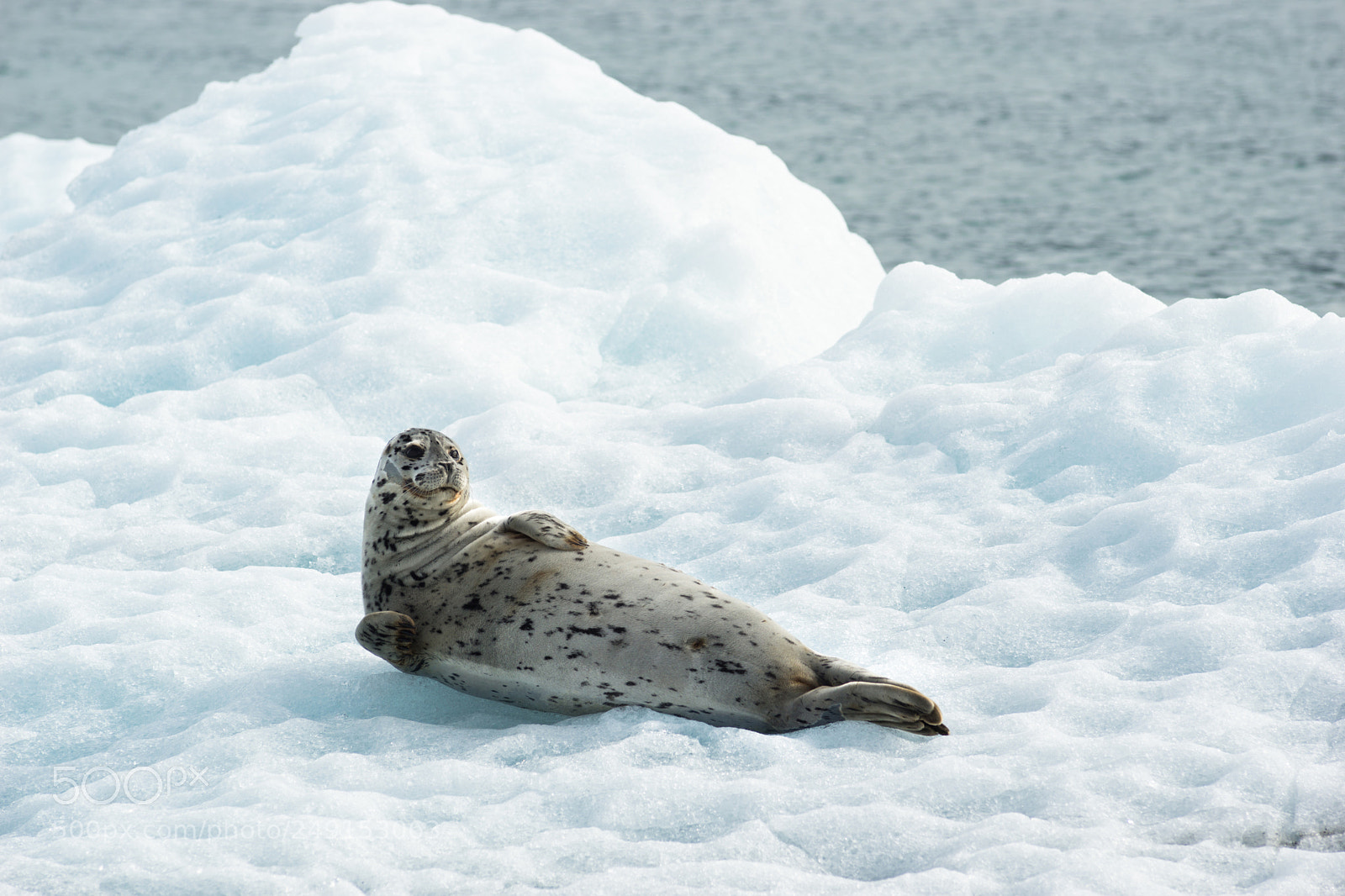 Sony SLT-A99V sample photo. Poser sea lion laying photography