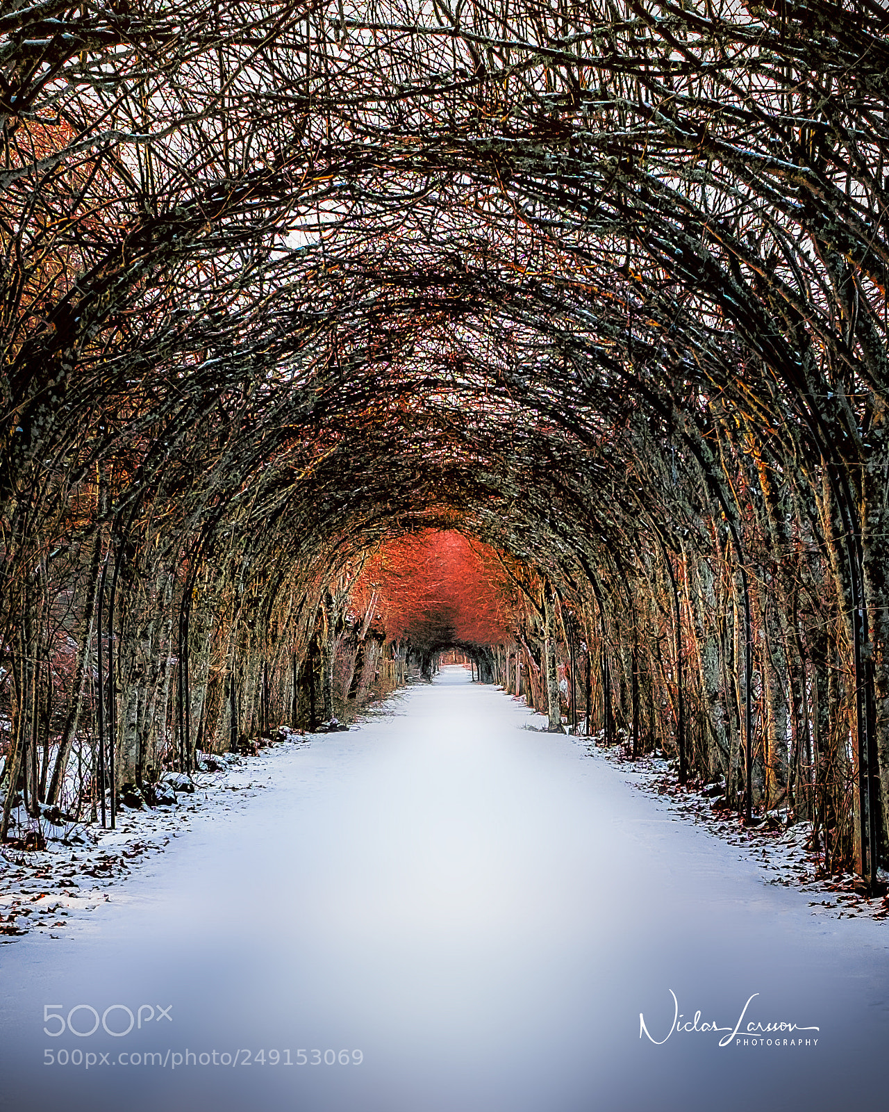 Fujifilm X-M1 sample photo. Tree arch photography