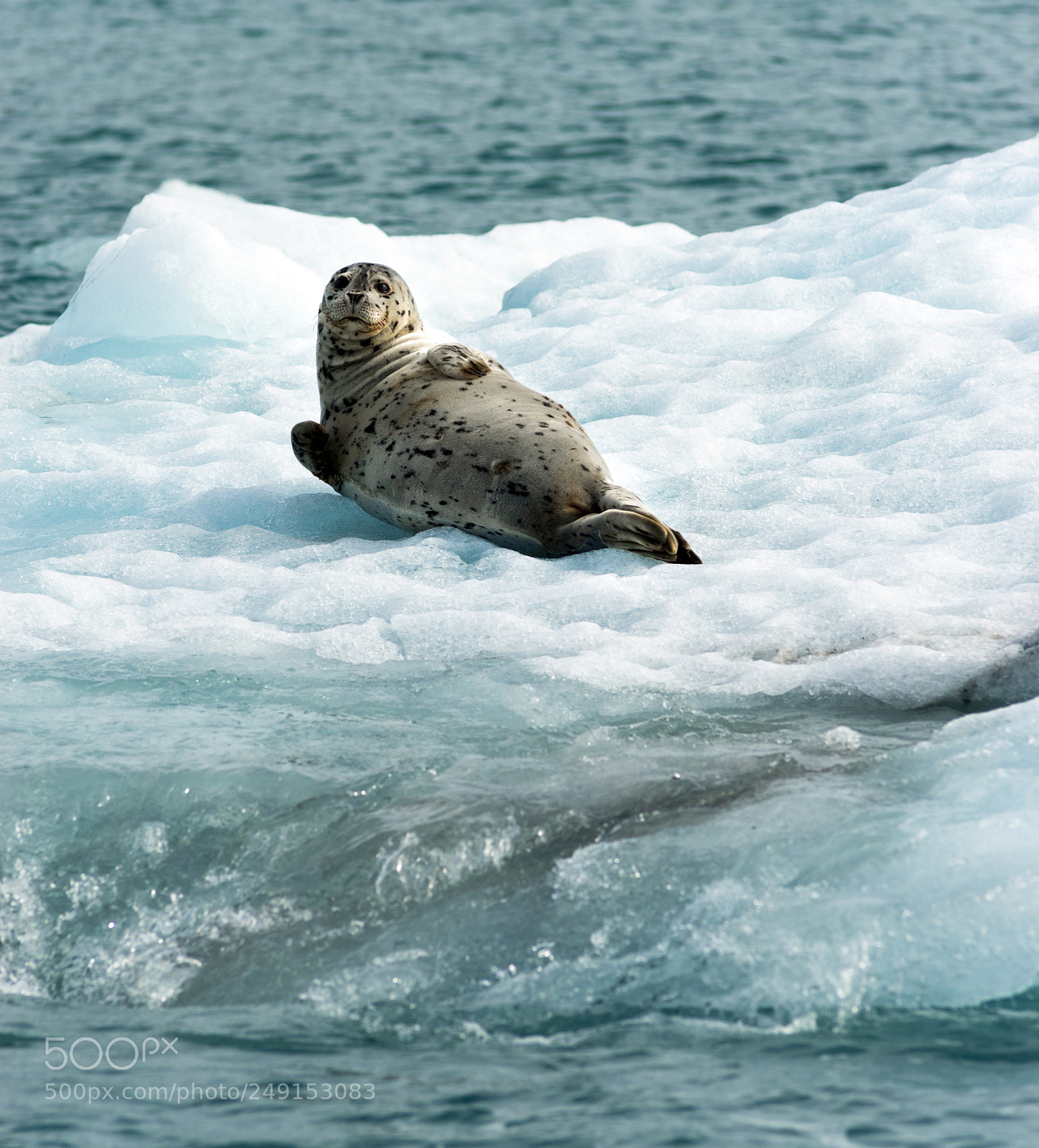 Sony SLT-A99V sample photo. Poser sea lion laying photography