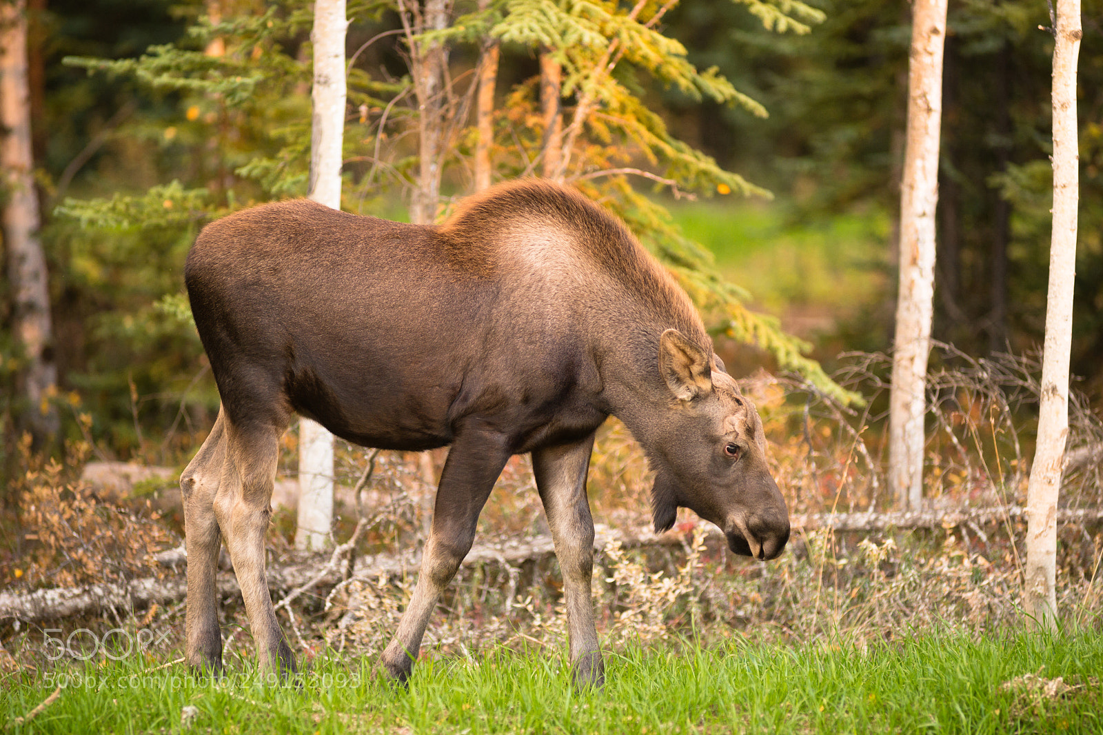 Sony SLT-A99V sample photo. Newborn moose calf feeding photography