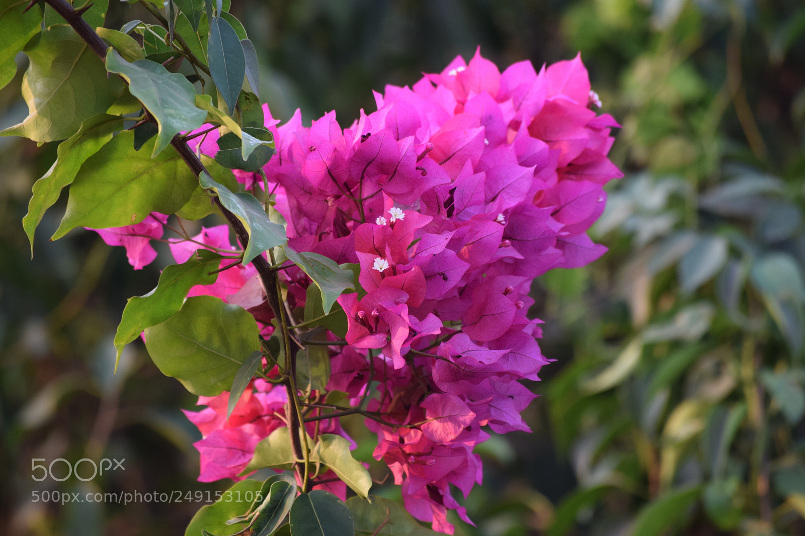 Nikon D3300 sample photo. Untitled photography