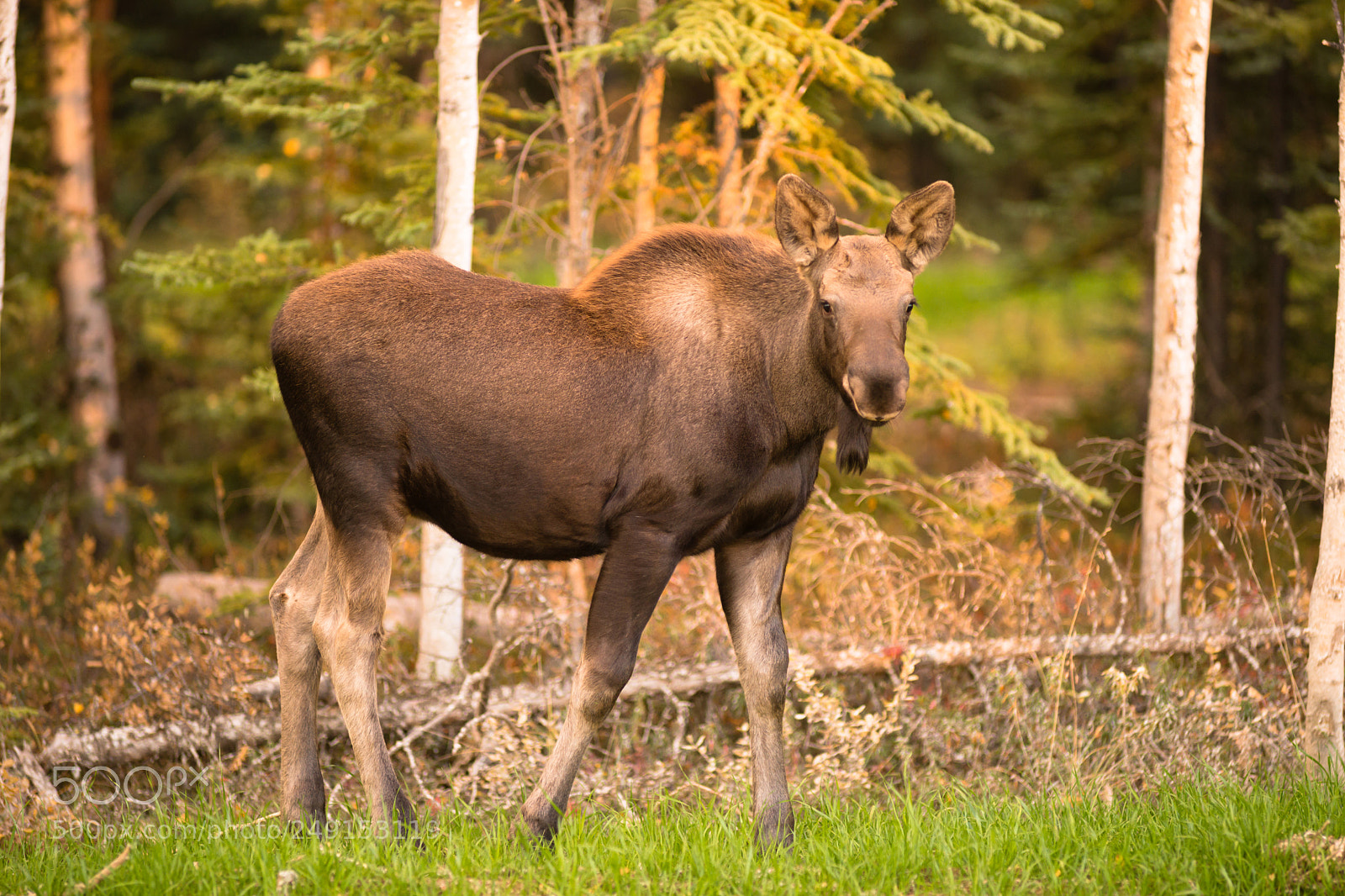 Sony SLT-A99V sample photo. Newborn moose calf feeding photography
