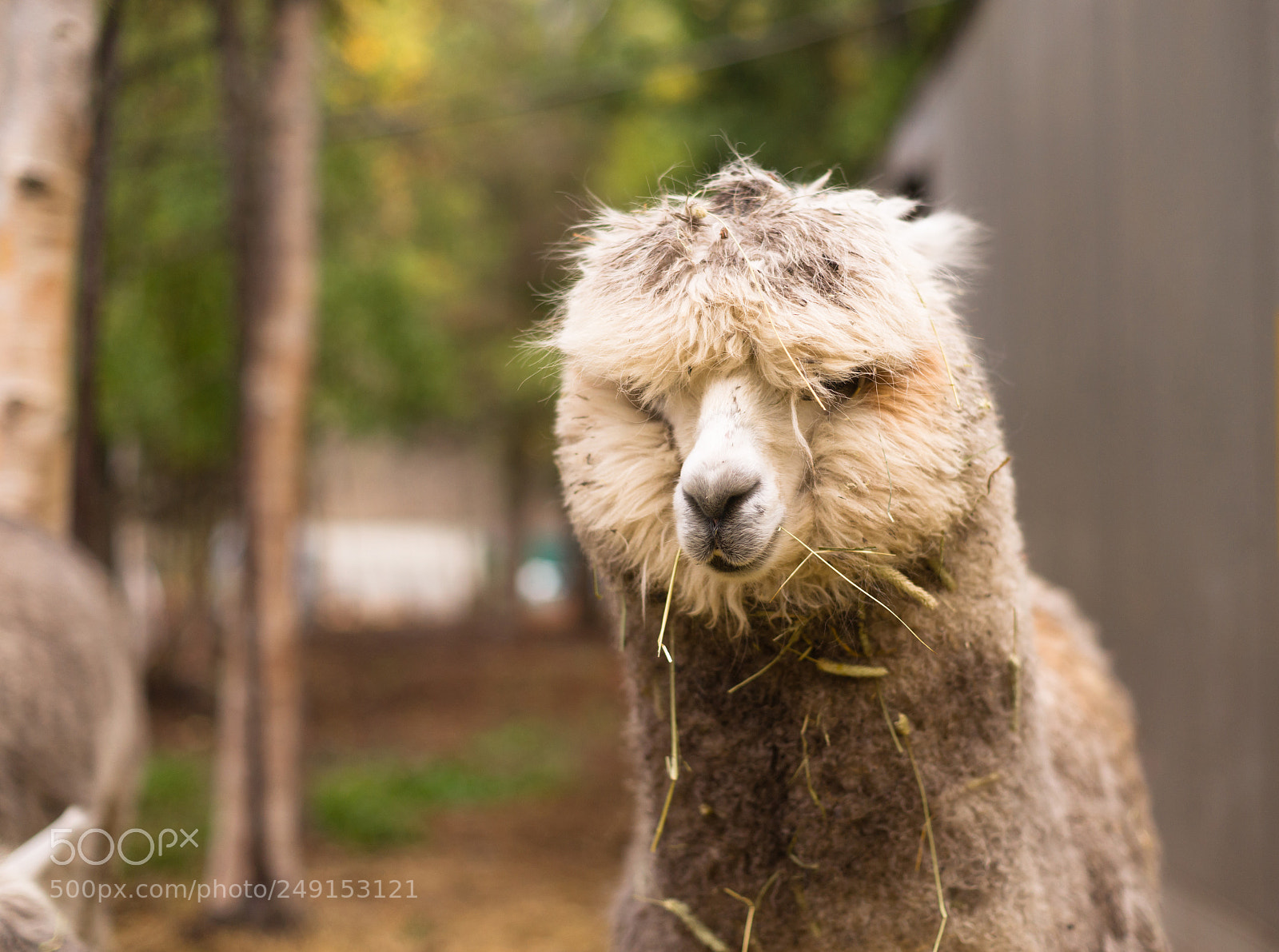 Sony Alpha DSLR-A850 sample photo. Solitary llama eyes covered photography