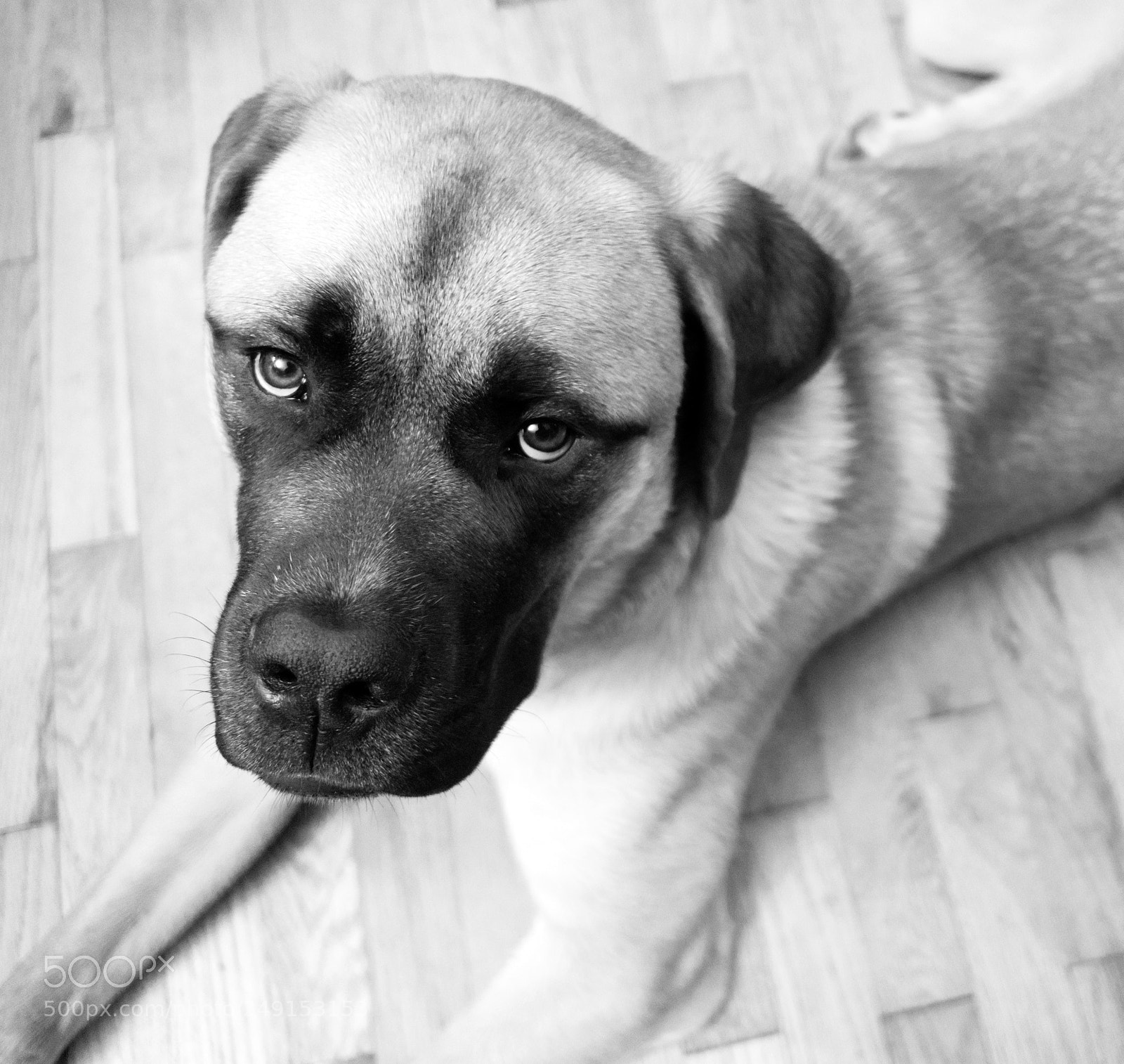 Sony a6300 sample photo. English mastiff mix puppy photography