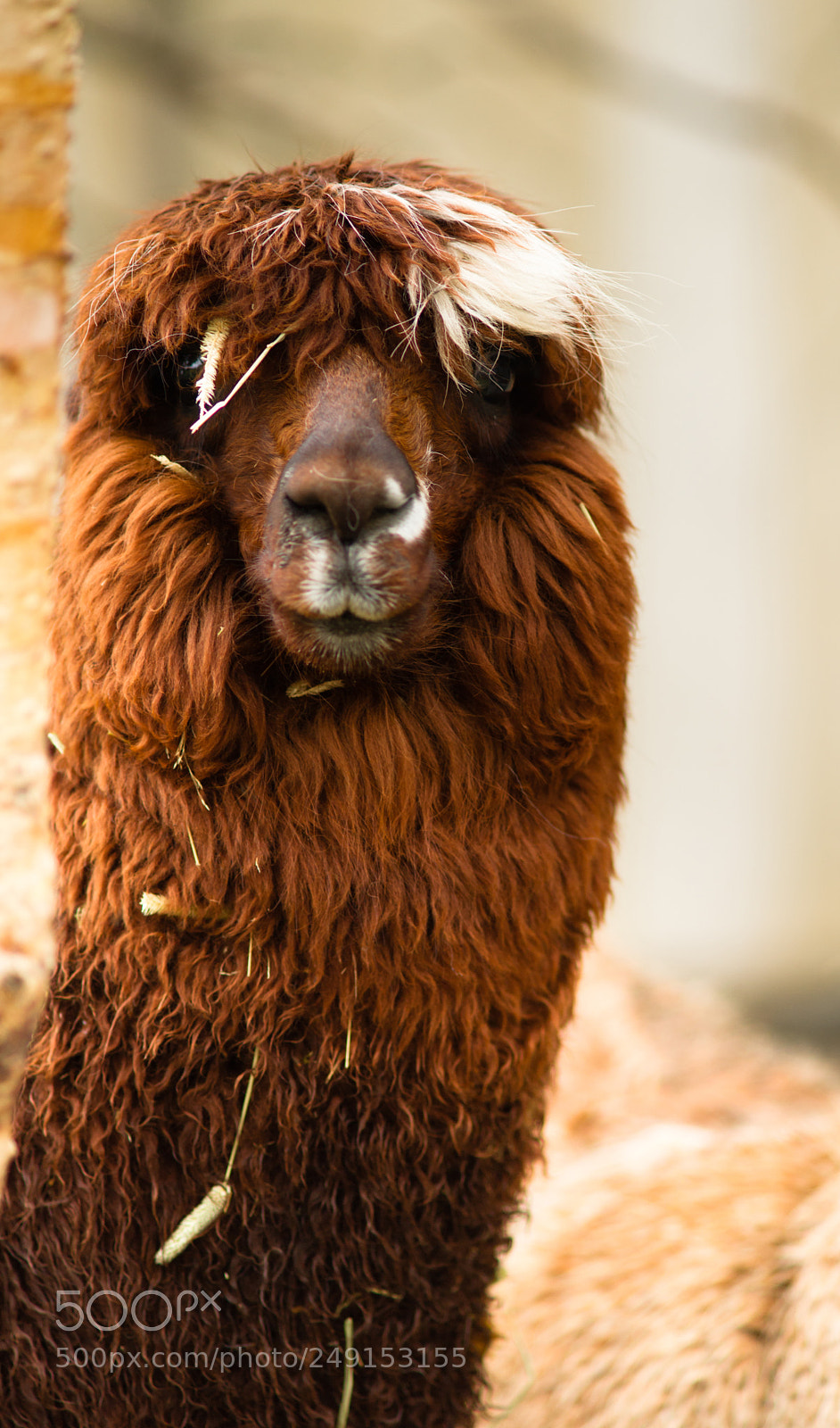 Sony Alpha DSLR-A850 sample photo. Solitary llama eyes covered photography