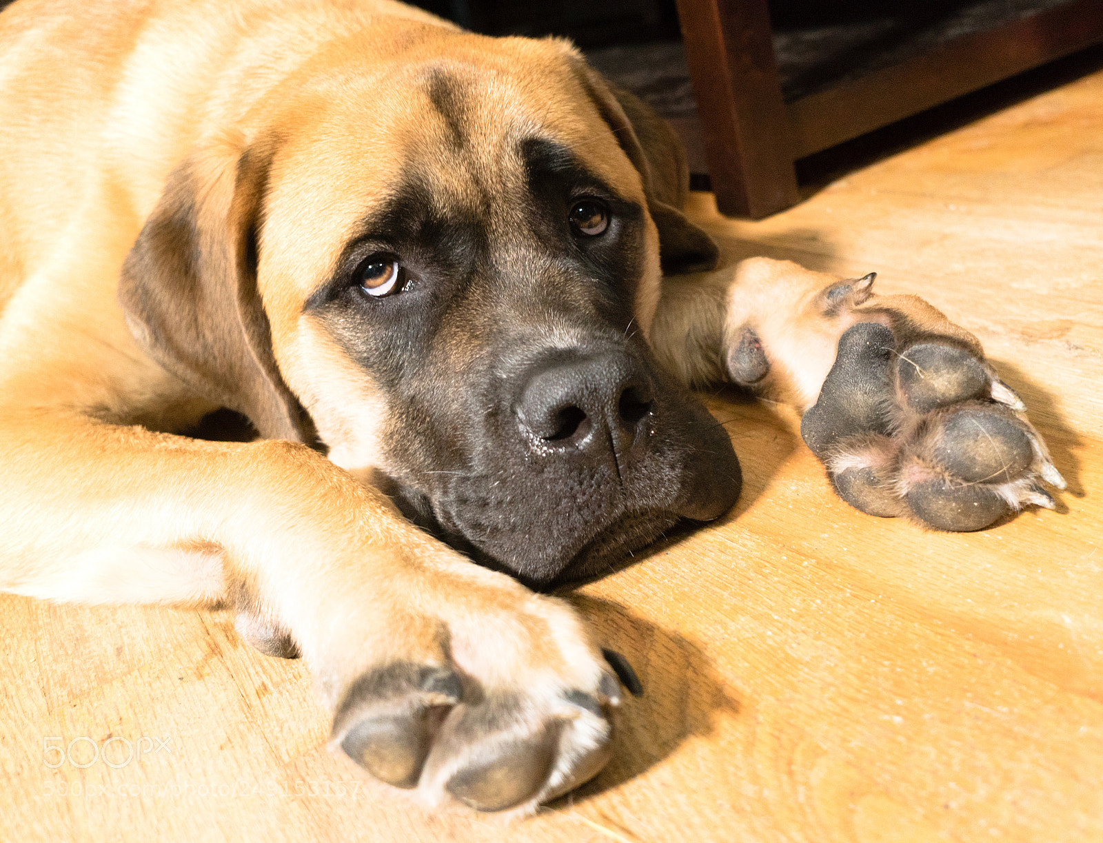 Sony a6300 sample photo. English mastiff mix puppy photography