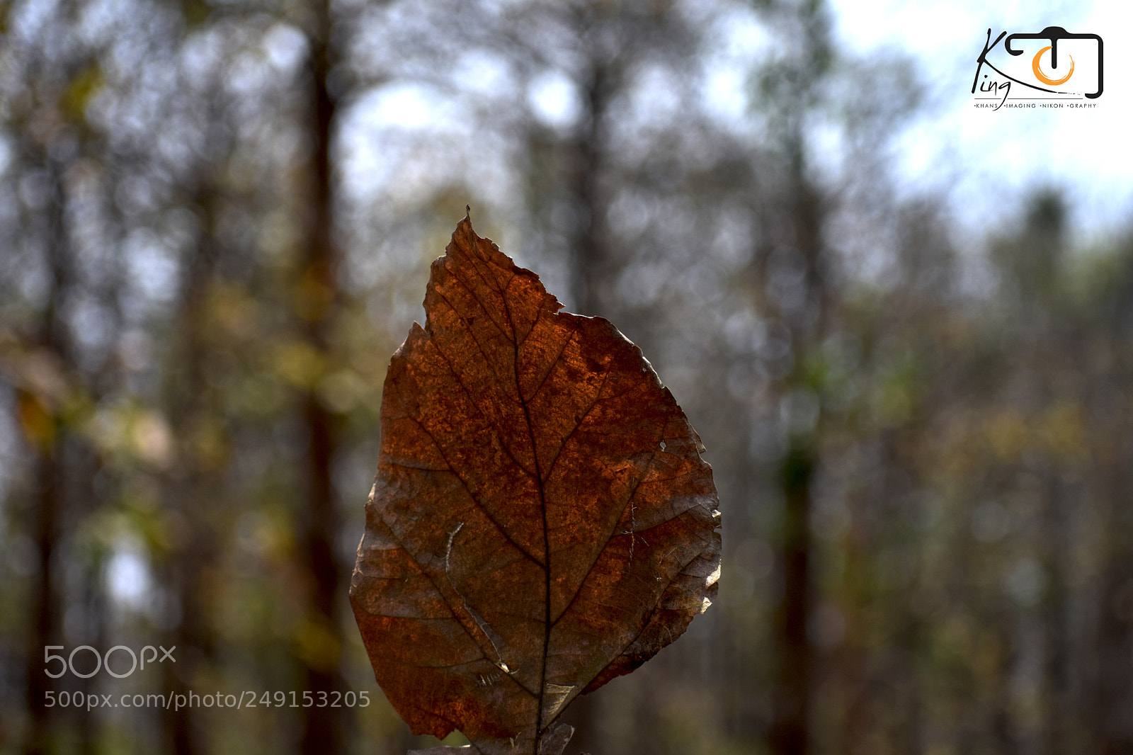 Nikon D3400 sample photo. Fall lyf photography