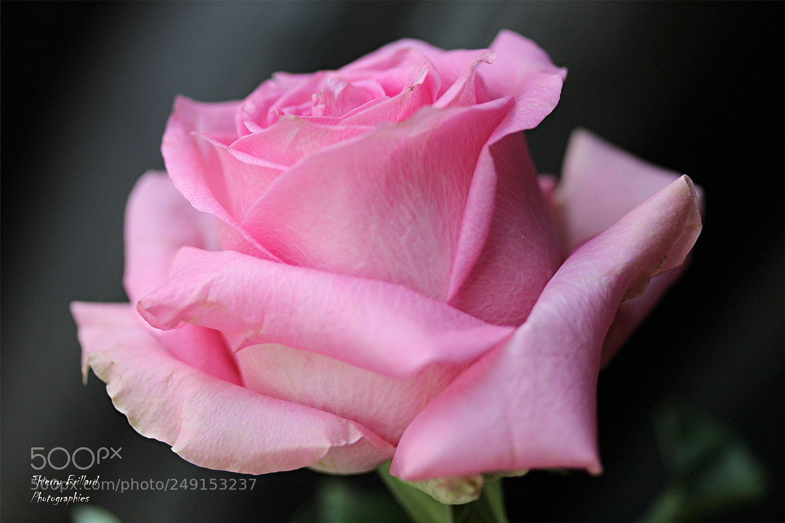 Canon EOS 600D (Rebel EOS T3i / EOS Kiss X5) sample photo. Rose rose photography