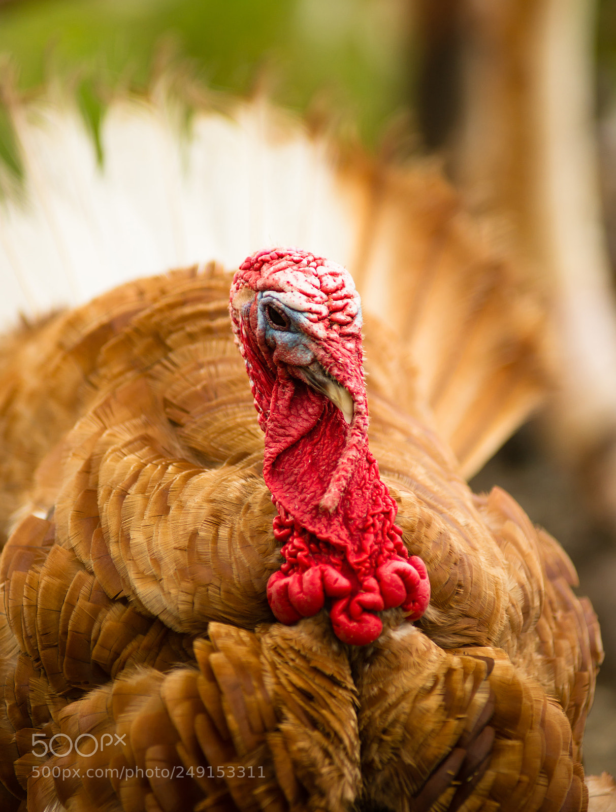 Sony Alpha DSLR-A850 sample photo. Domestic farm turkey stands photography