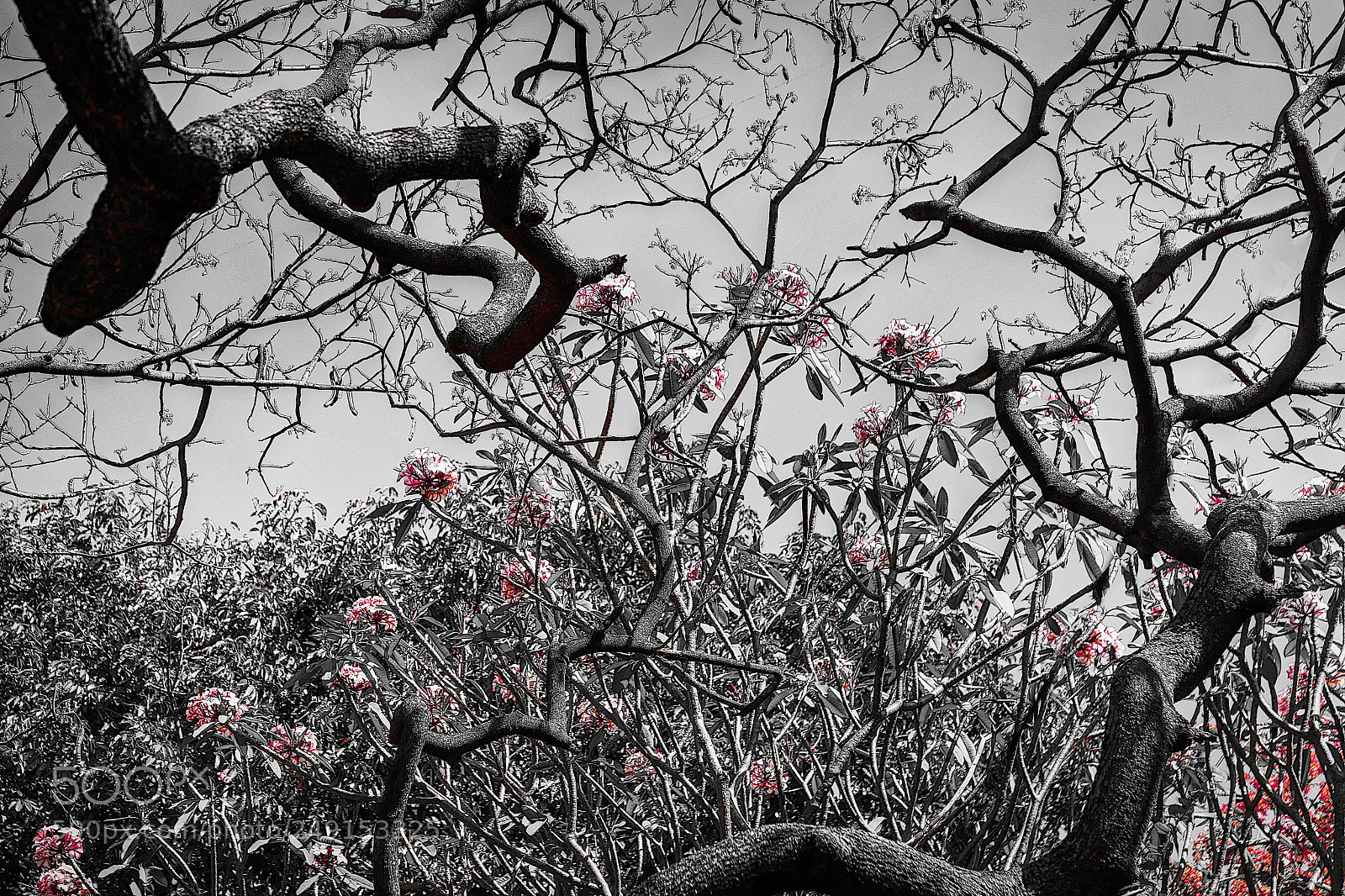 Canon EOS 6D Mark II sample photo. Red flowers photography