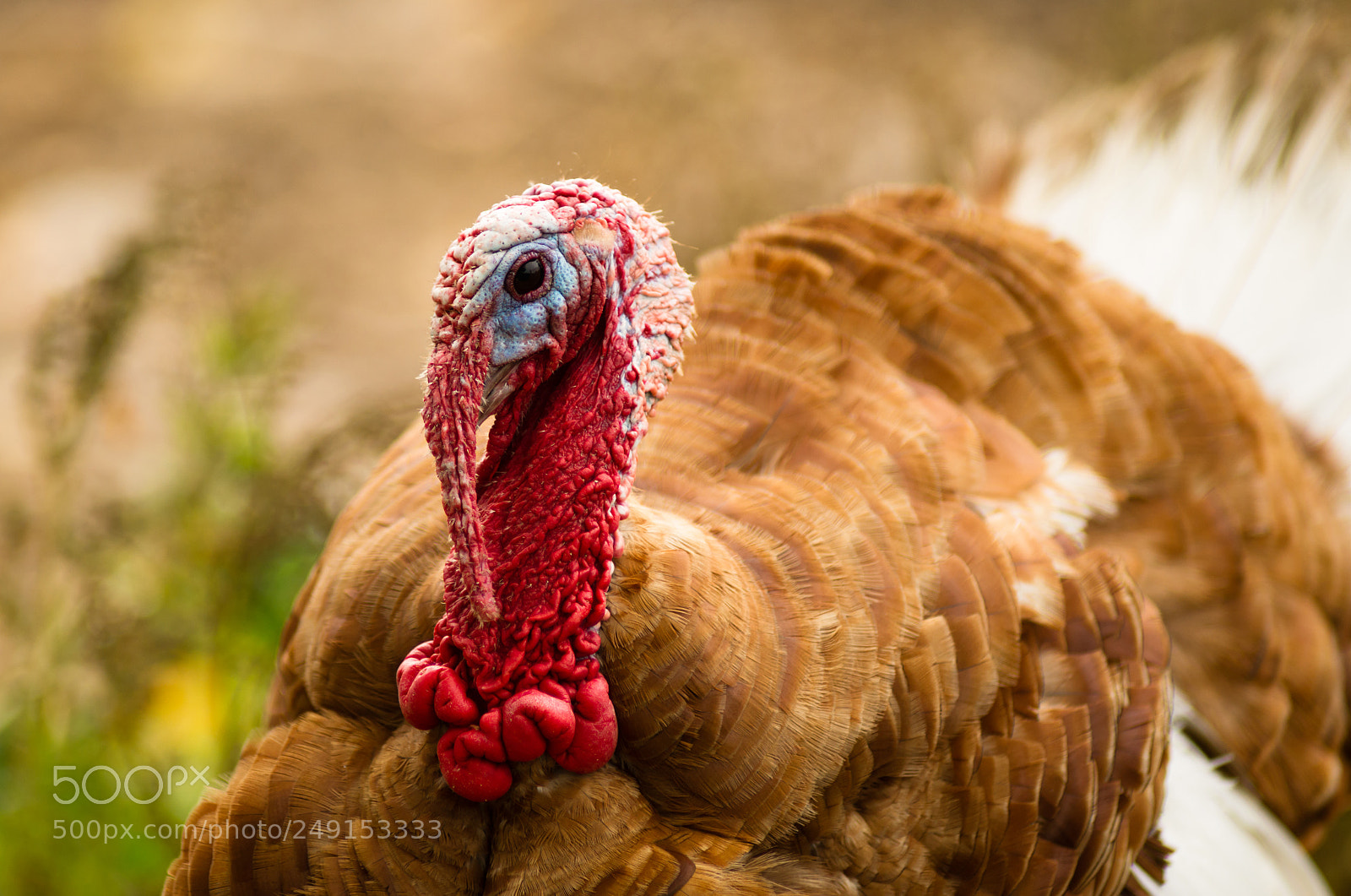 Sony Alpha DSLR-A850 sample photo. Domestic farm turkey stands photography