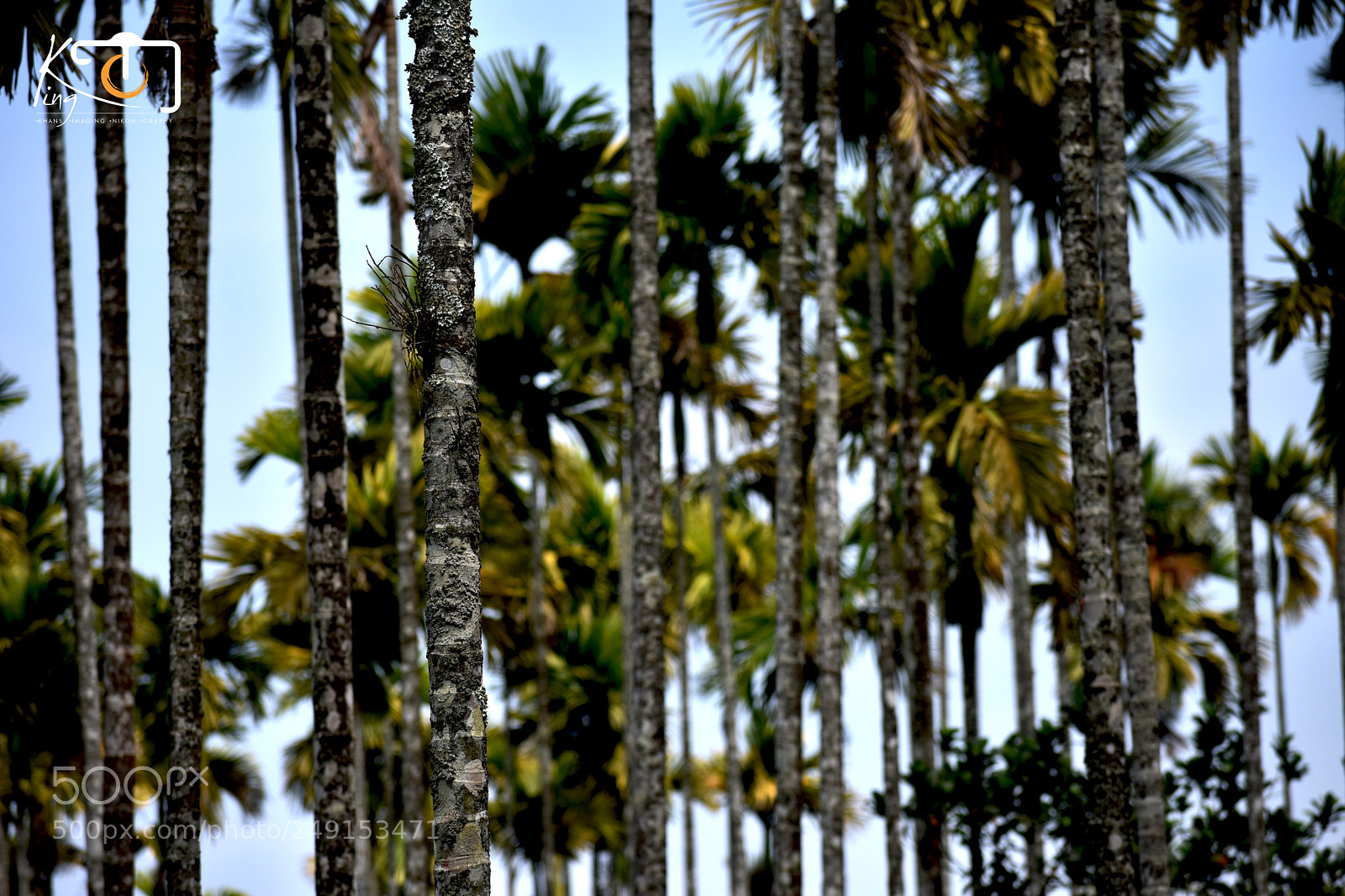 Nikon D3400 sample photo. Coconut treez photography