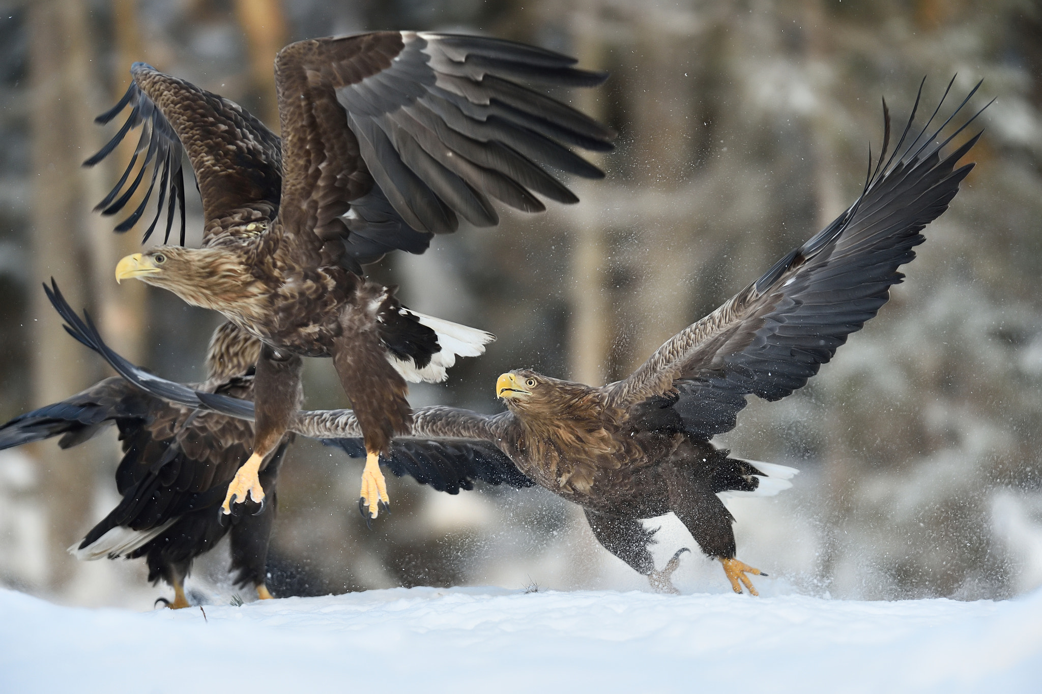 Nikon AF-S Nikkor 400mm F2.8G ED VR II sample photo. Action on the snow photography