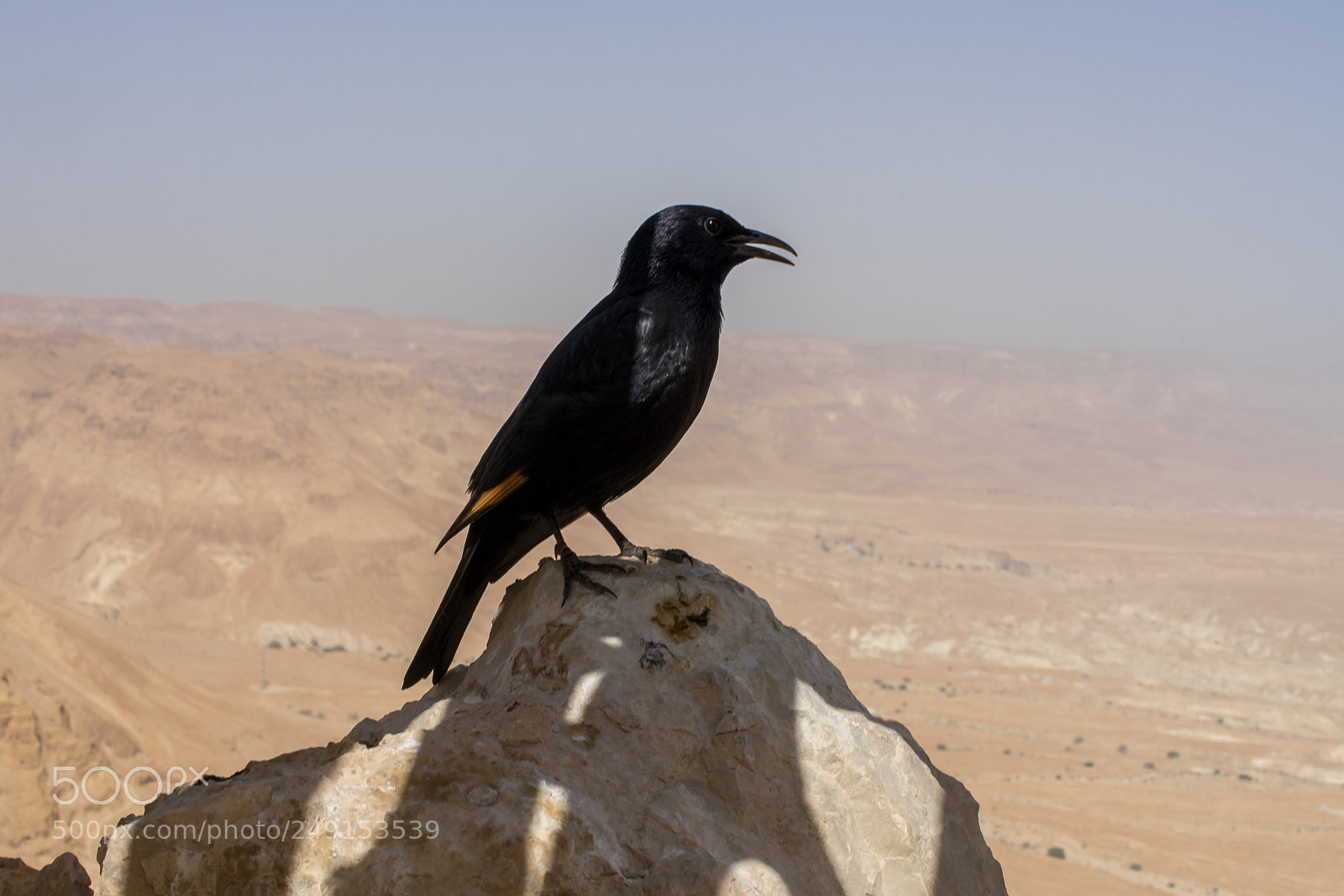 Sony a7 II sample photo. Masada photography