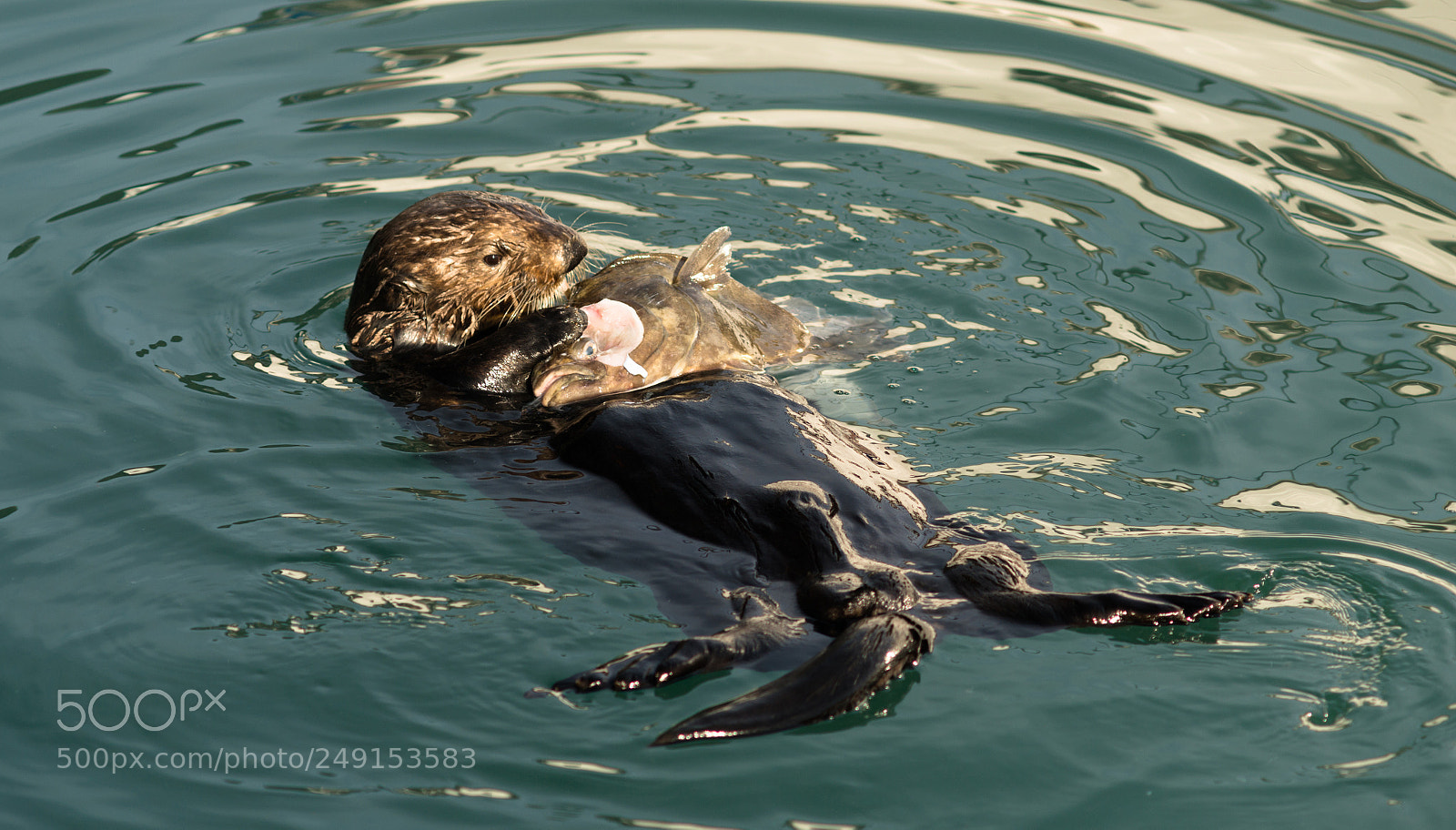 Sony SLT-A99V sample photo. Sea otter feeding fish photography