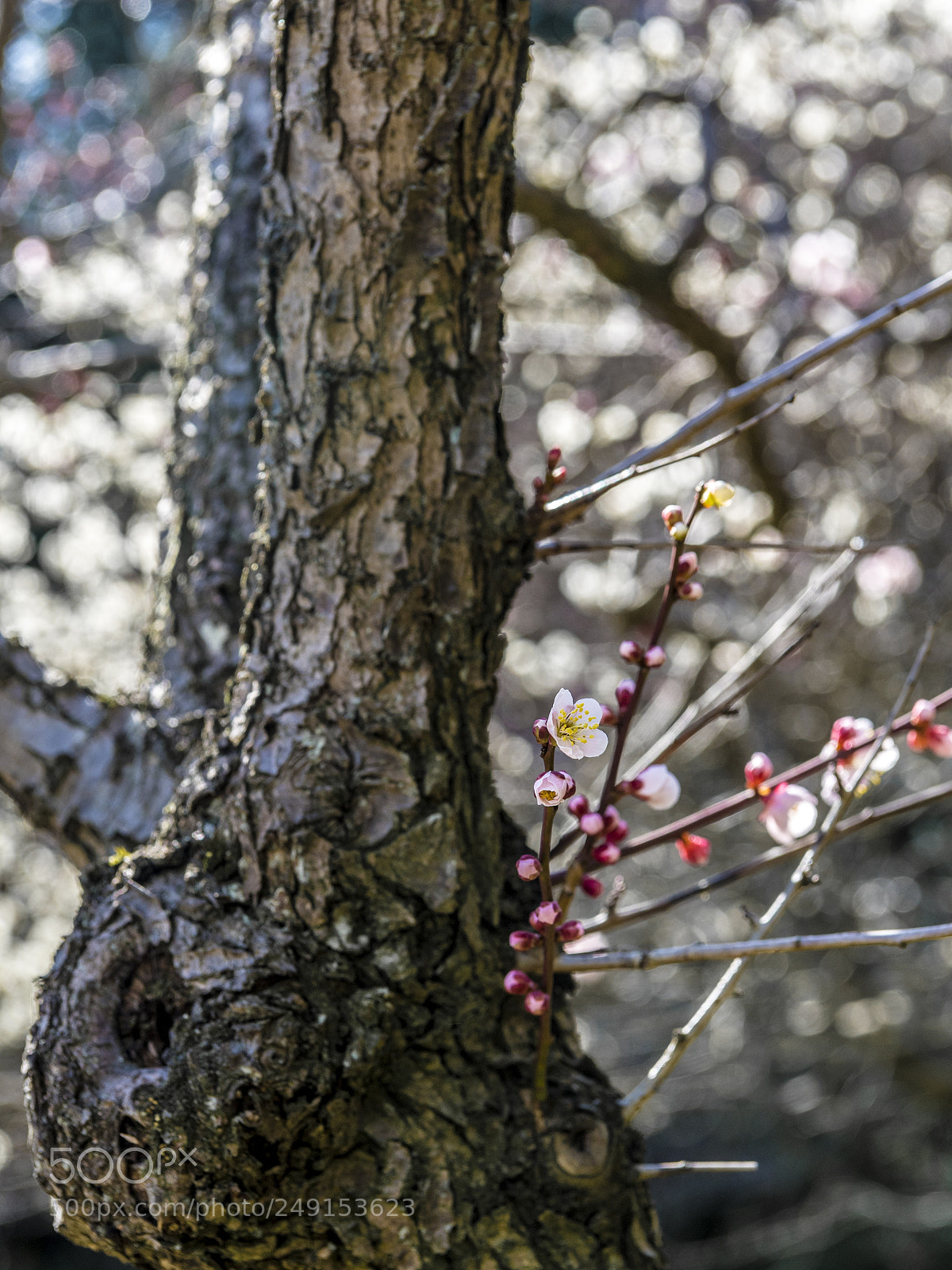 Nikon D5 sample photo. Old tree photography
