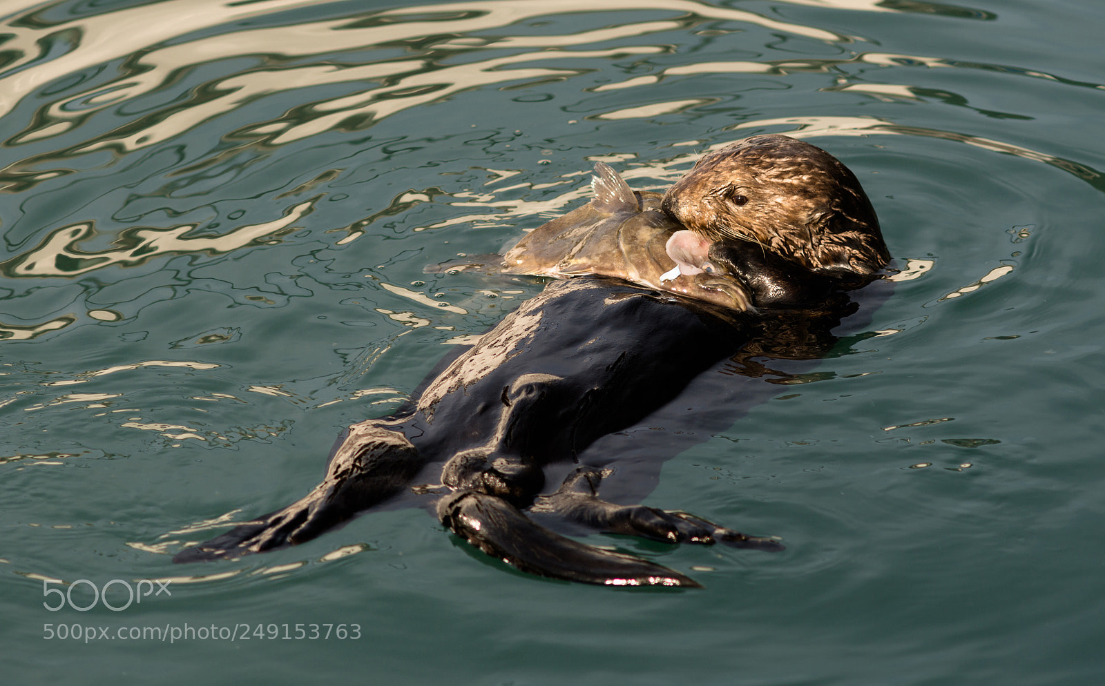 Sony SLT-A99V sample photo. Sea otter feeding fish photography