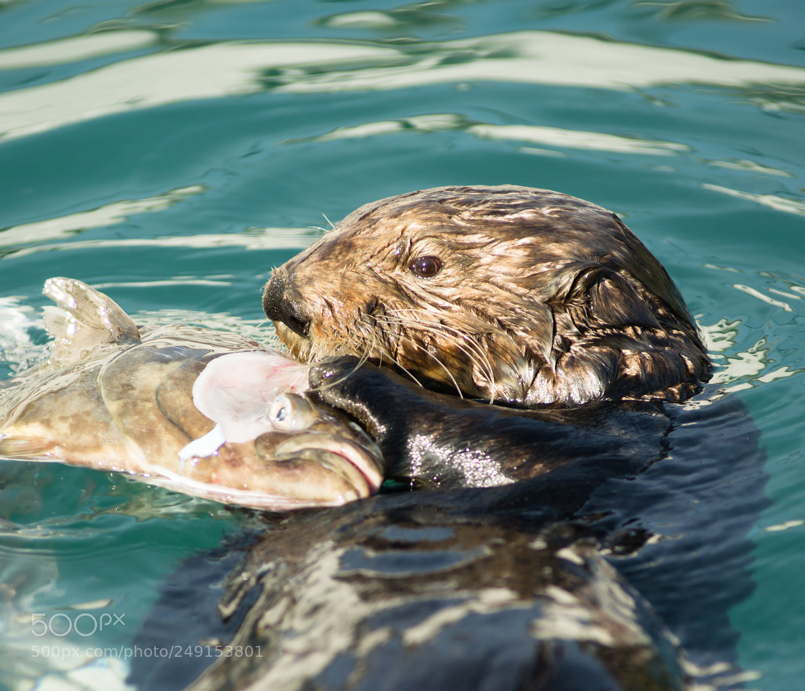 Sony Alpha DSLR-A850 sample photo. Sea otter feeding fish photography