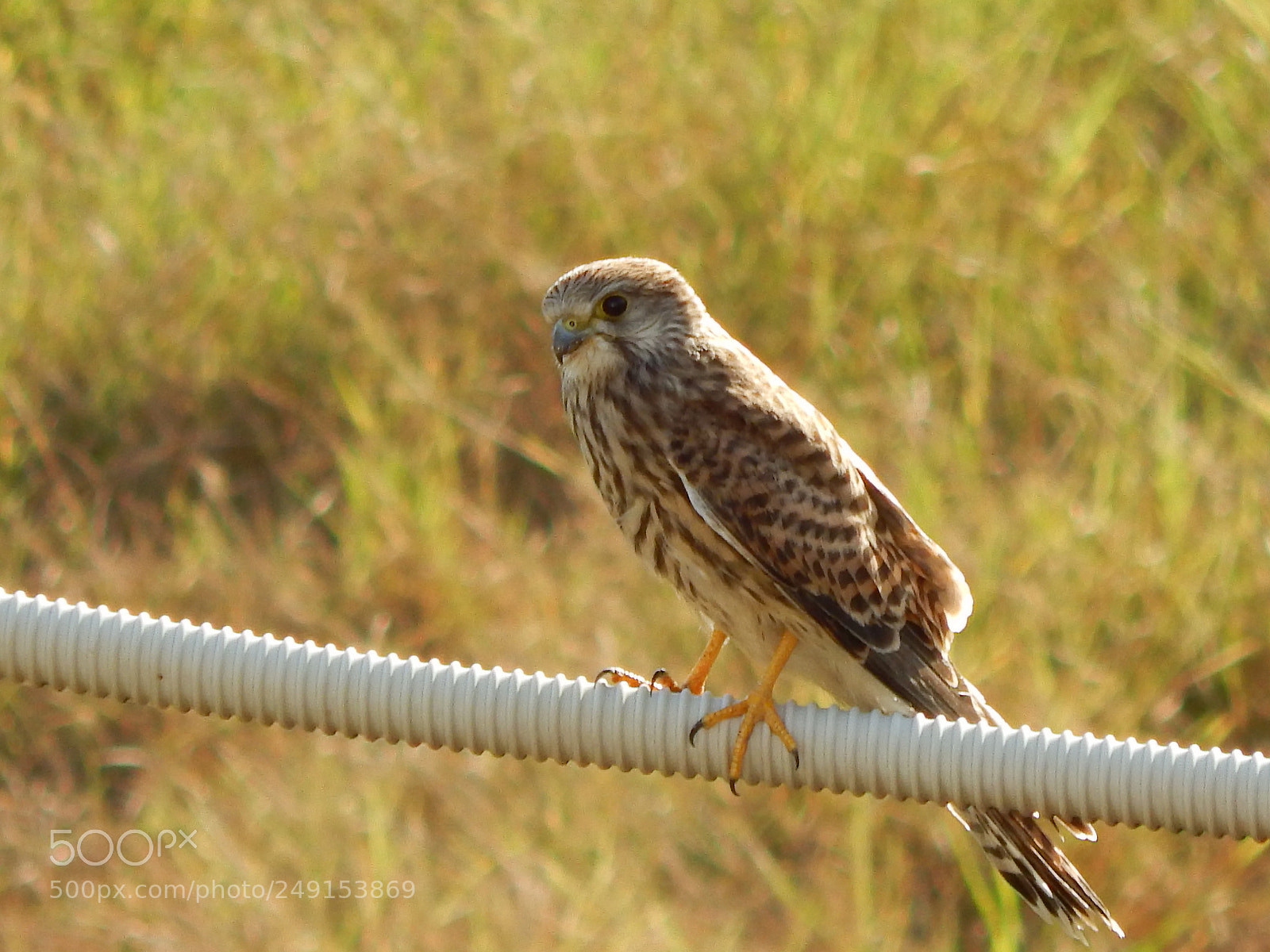Nikon Coolpix L820 sample photo. Merlin (falco columbarius) photography