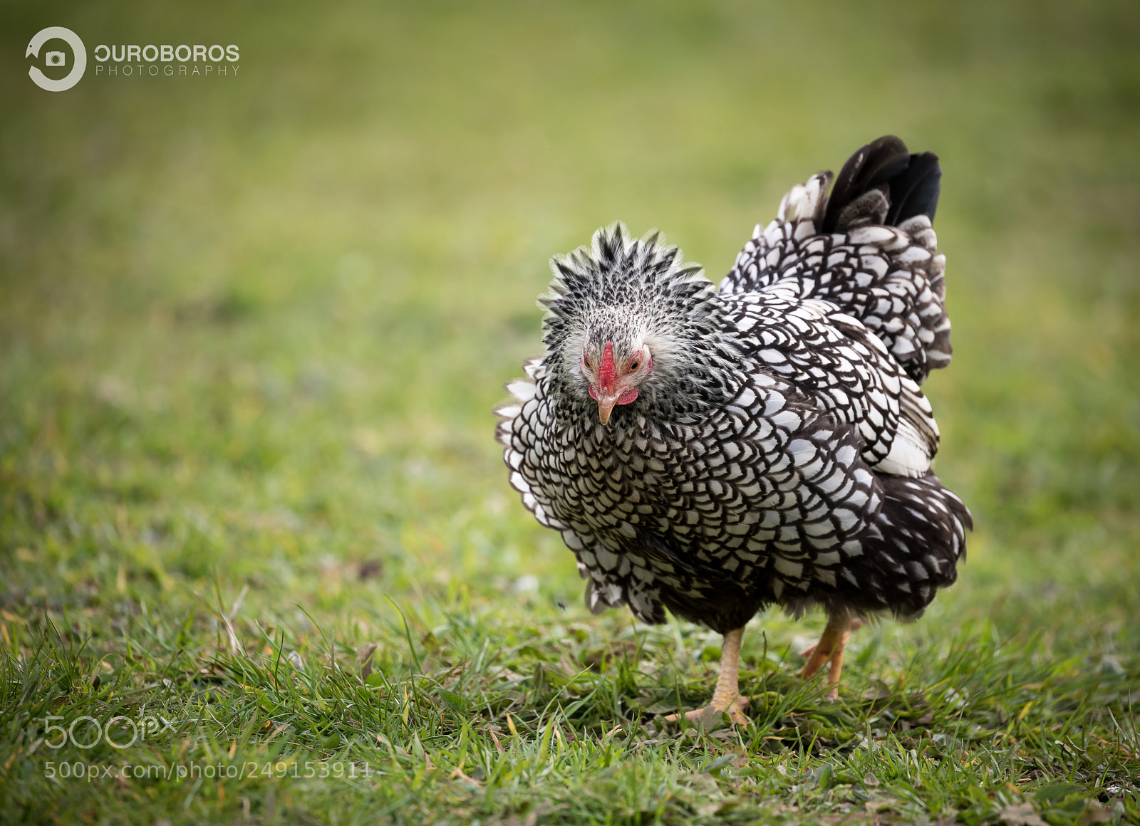 Canon EOS 5D Mark IV sample photo. Bantam photography